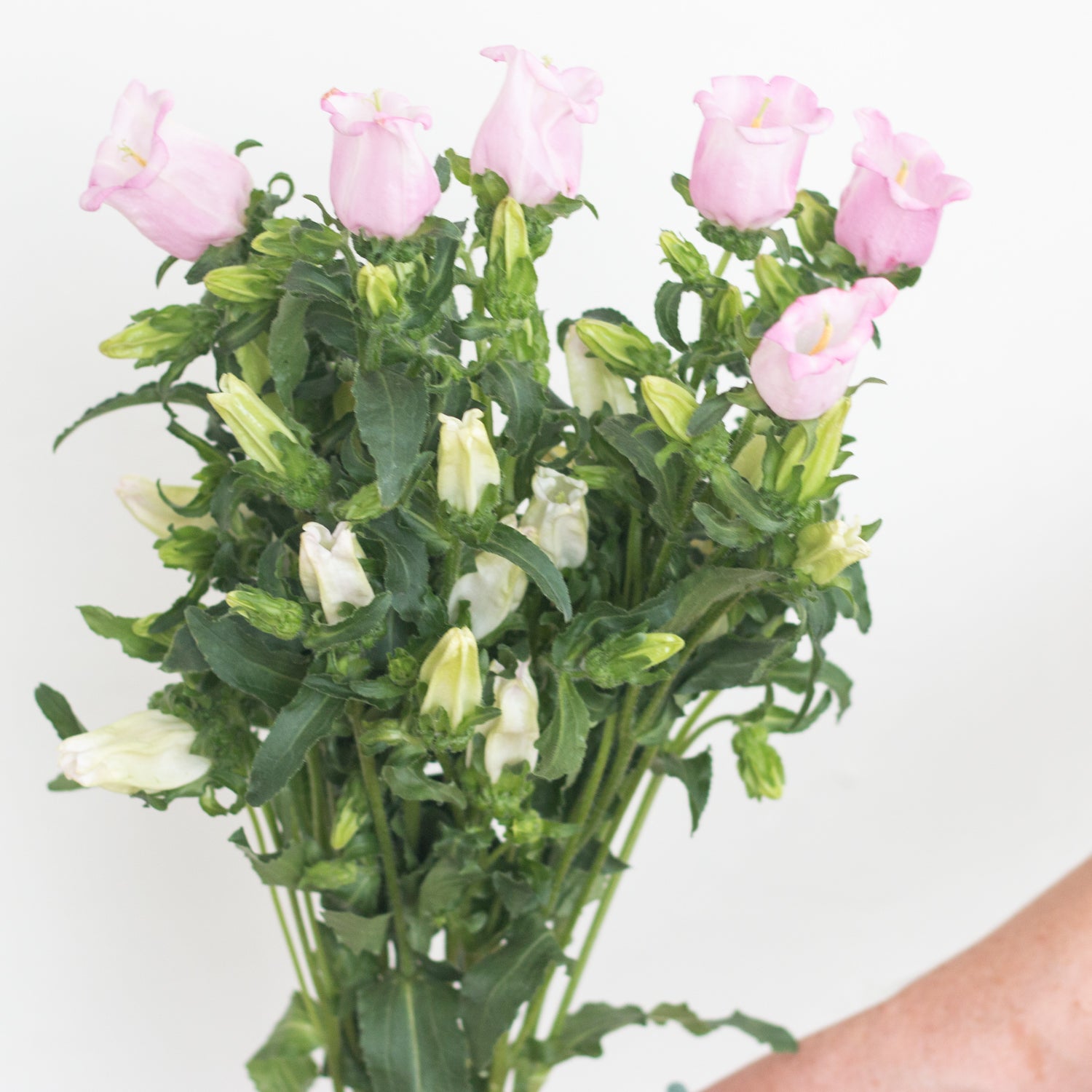 blush pink campanula flower