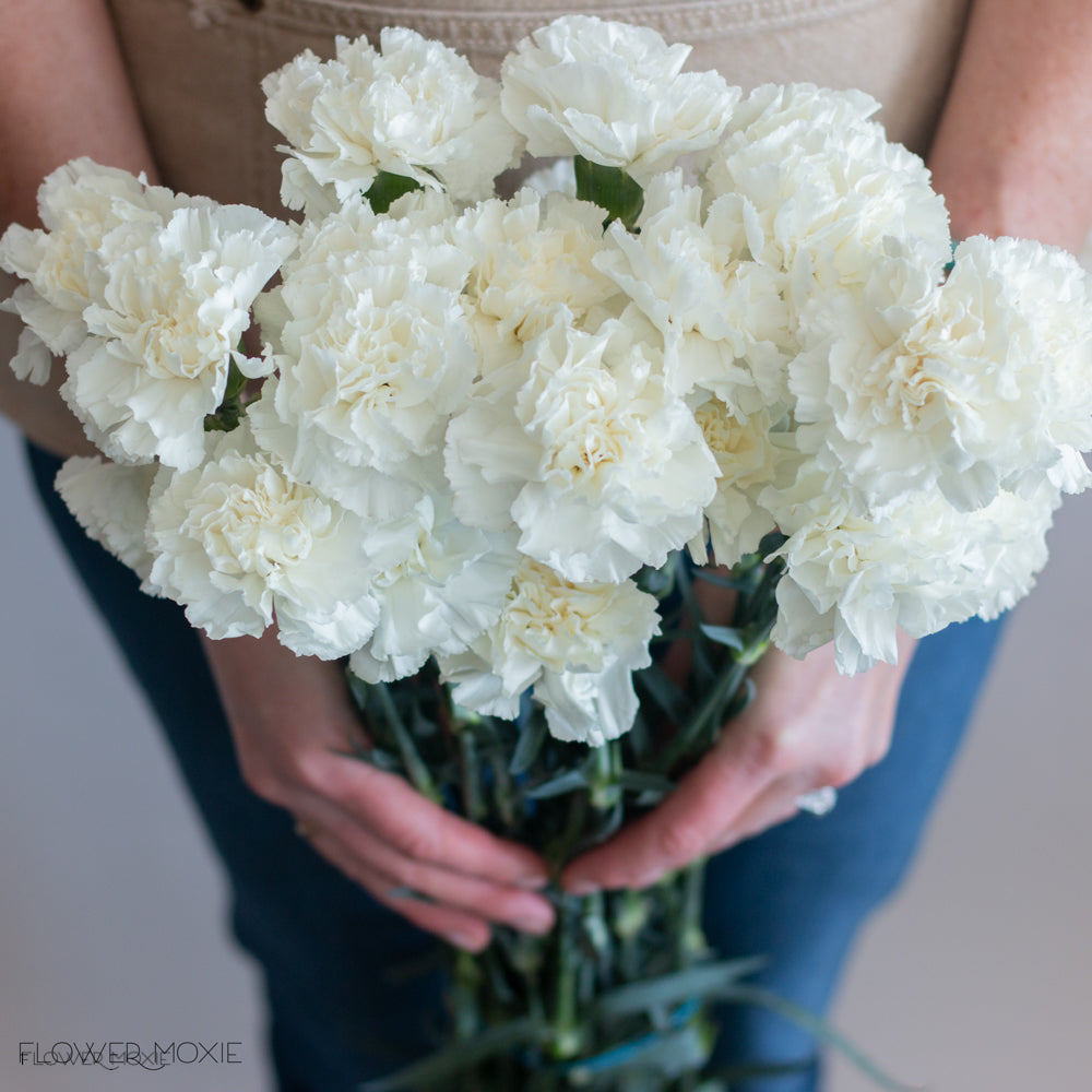 white carnation flower