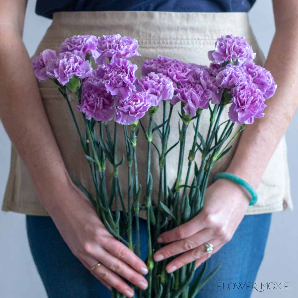 Lavender Carnation Flower