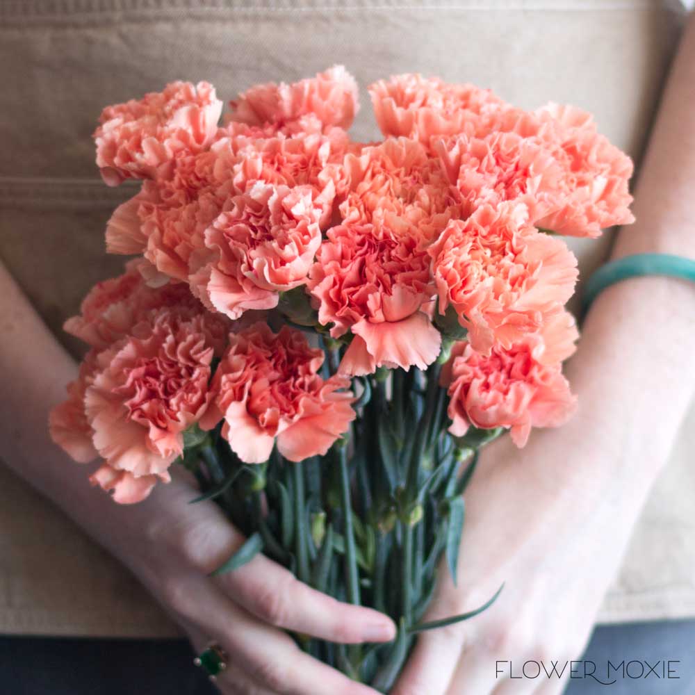 apricot carnation flower