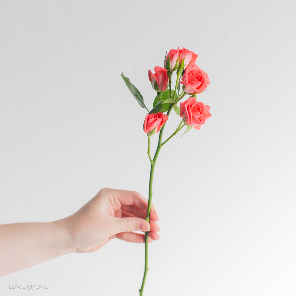 Coral Spray Roses