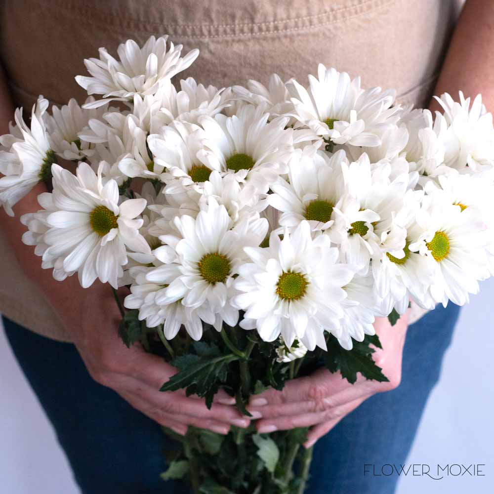 White Daisy Pom