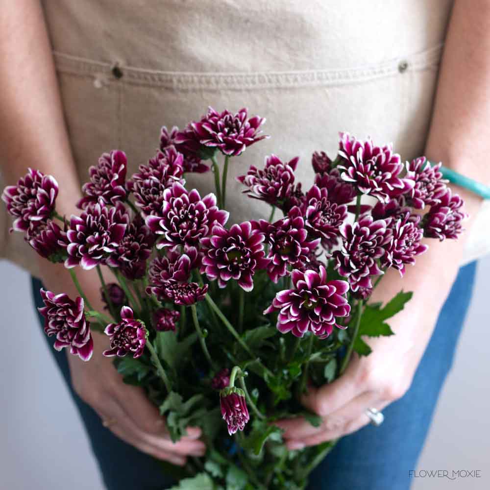 Purple Orinoco Daisy Poms