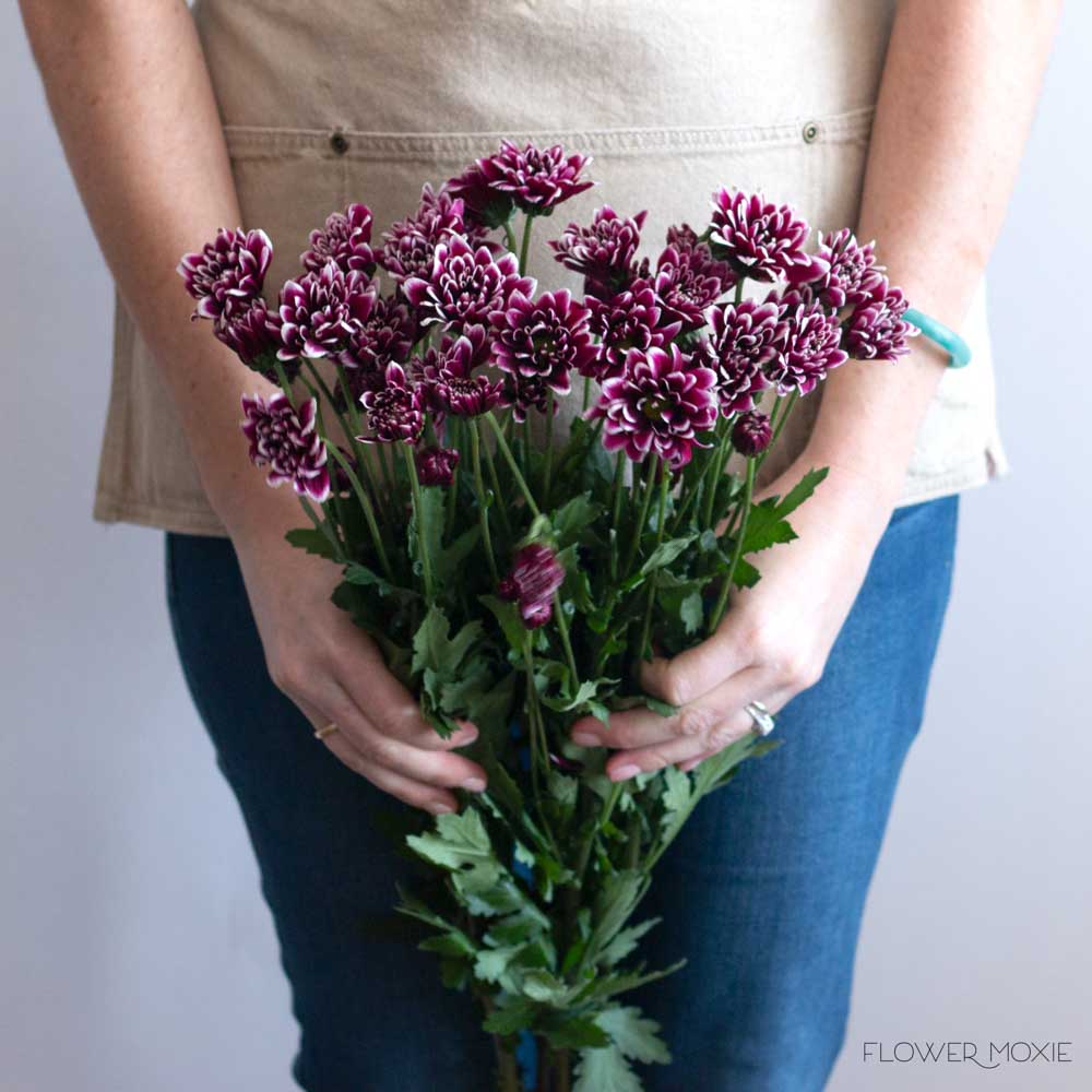 Purple Orinoco Daisy Poms