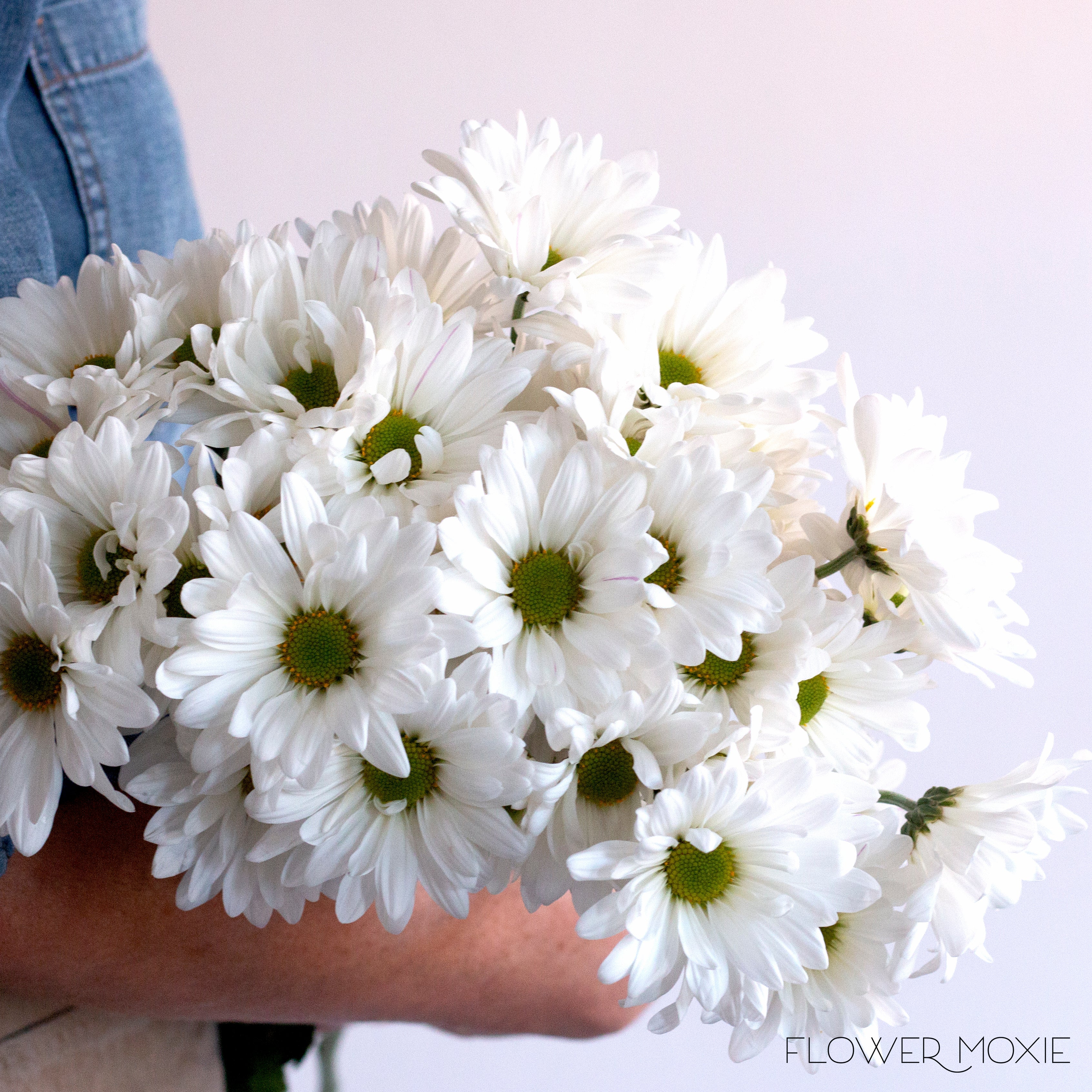 White Daisy Pom