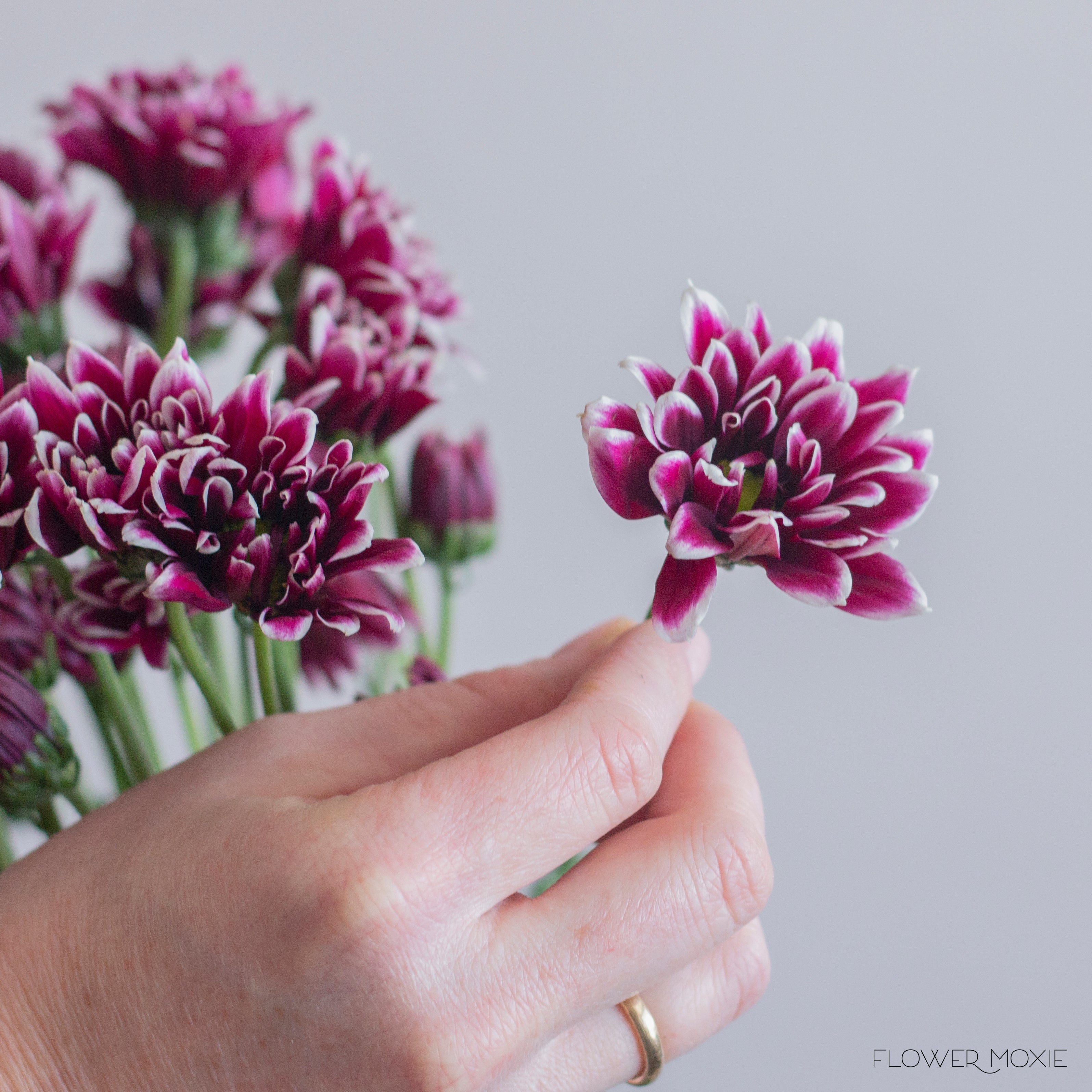 Purple Orinoco Daisy Poms