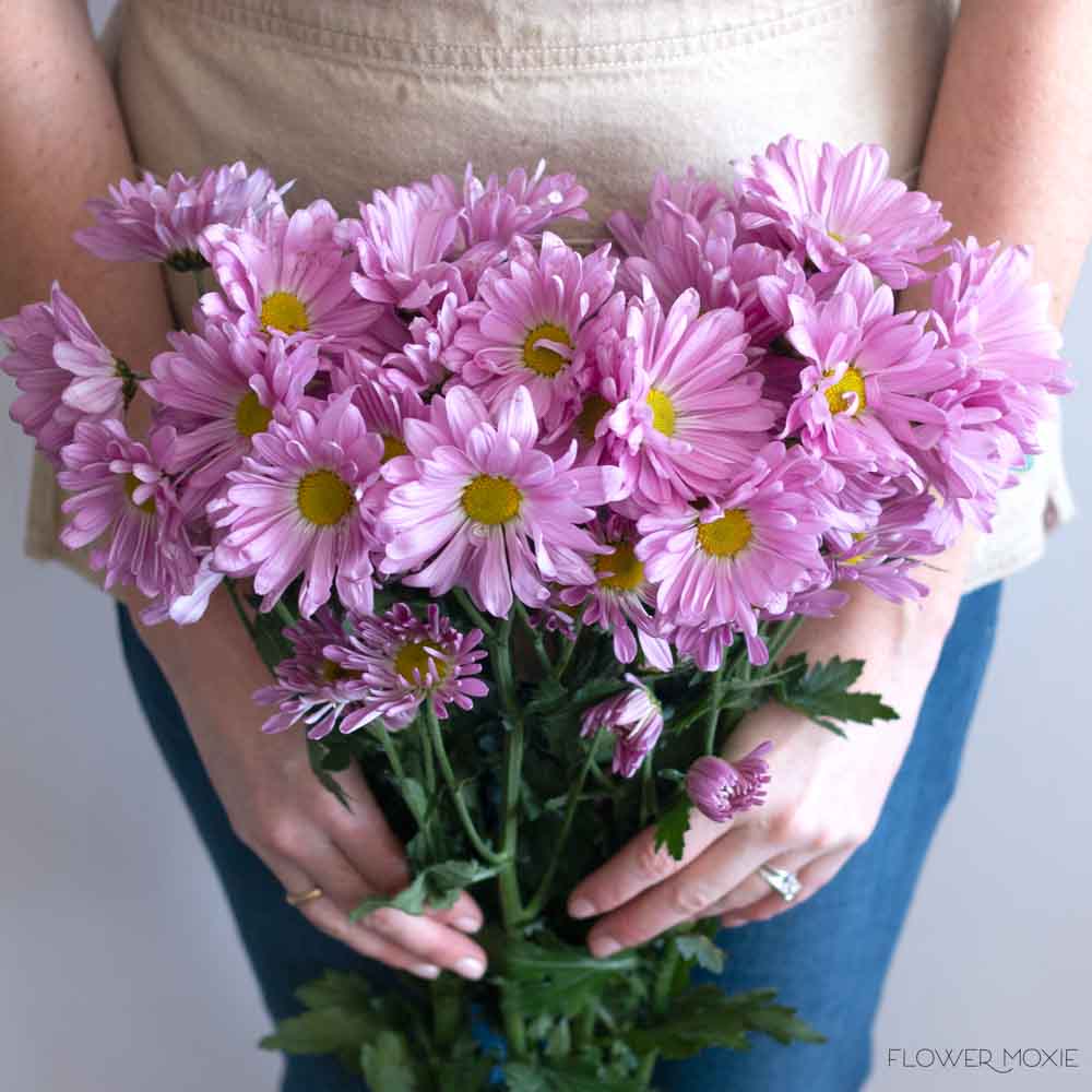 Lavender Daisy Poms