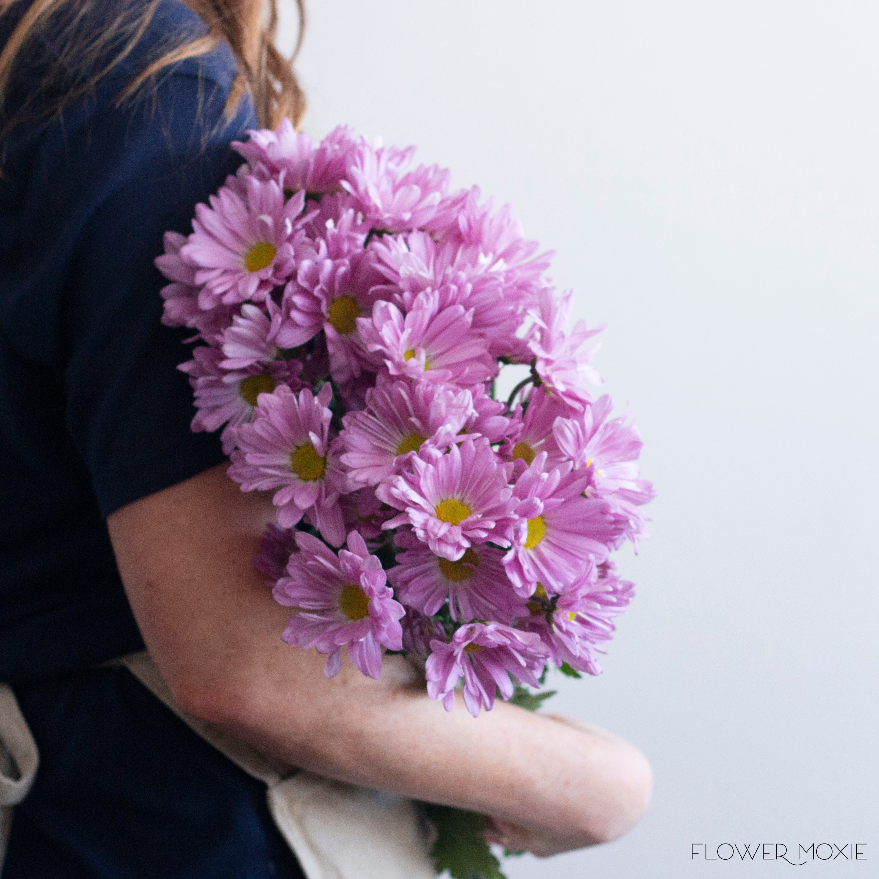 Lavender Daisy Poms