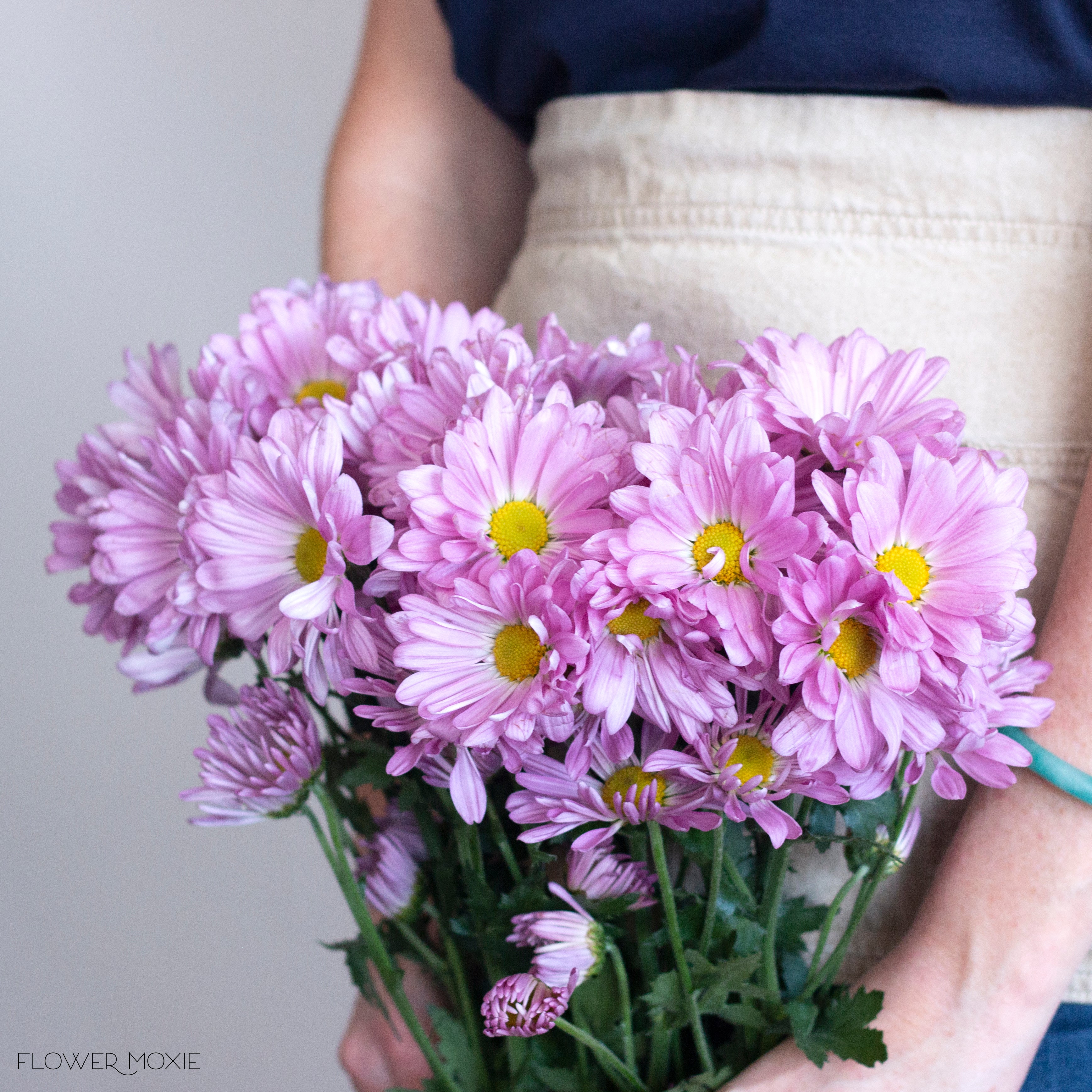 Lavender Daisy Poms