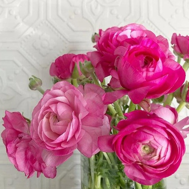 Dark Pink Ranunculus Flower