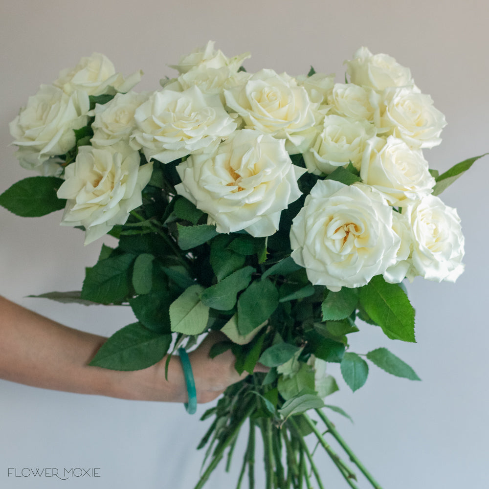 Escimo White Rose