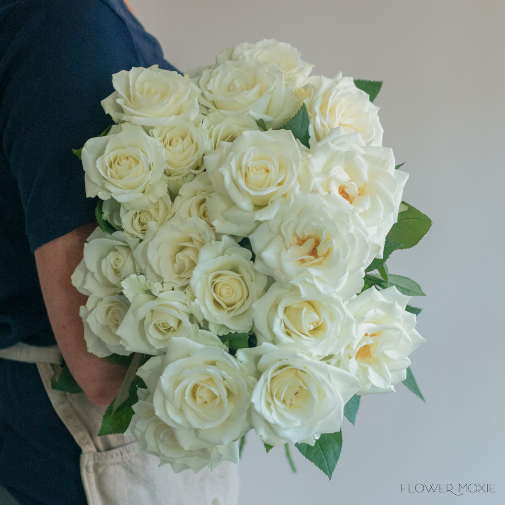 Escimo White Rose