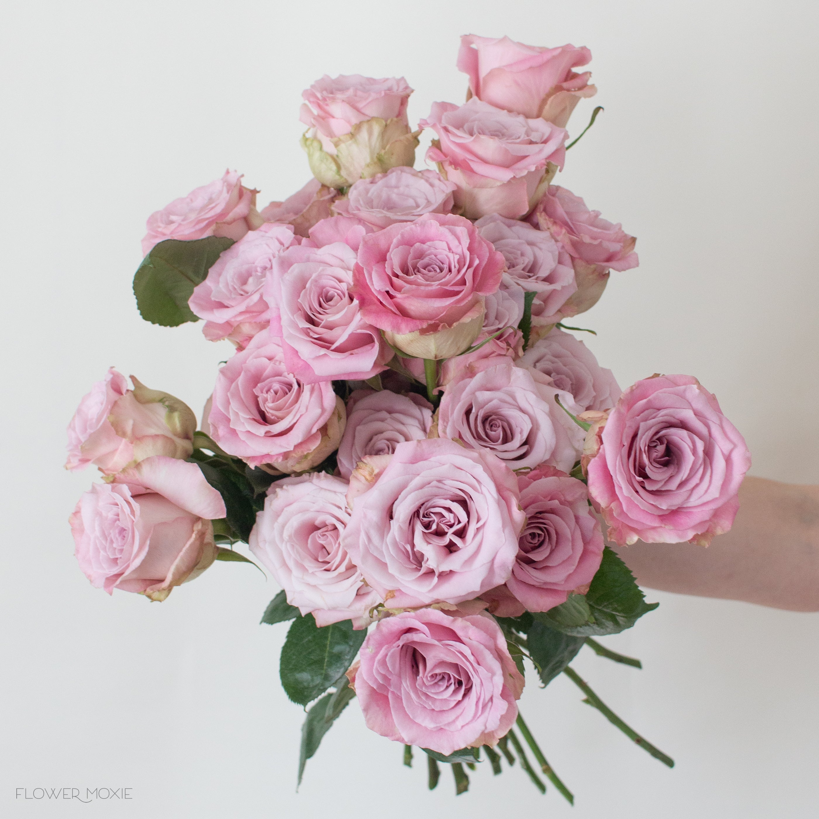 Faith Mauve Roses