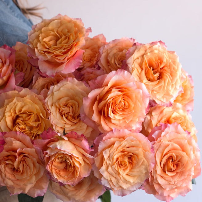 Free Spirit Roses