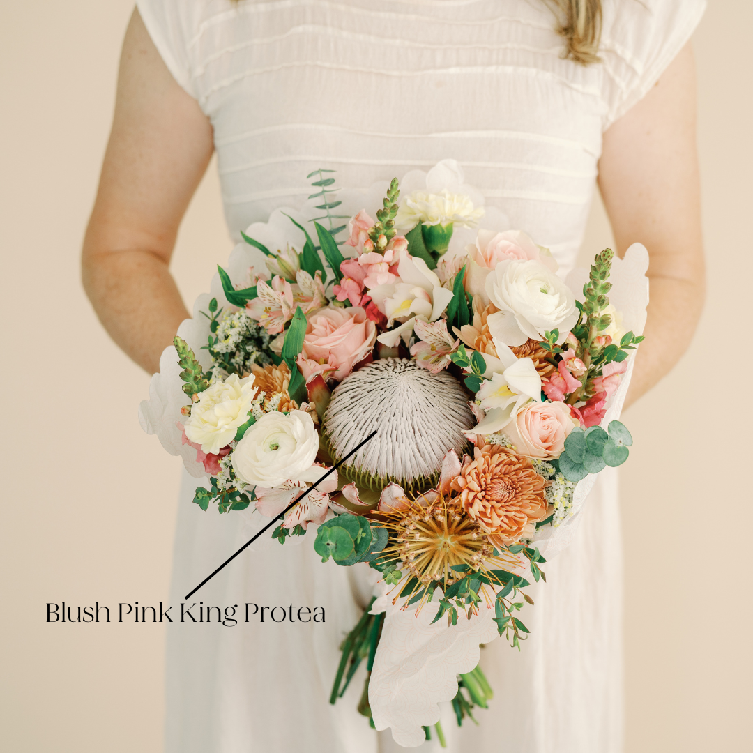 blush pink king protea flower