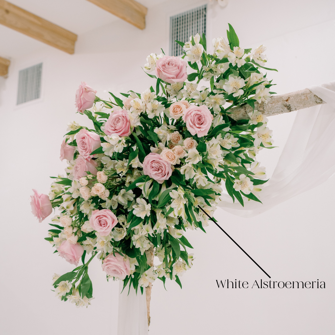 white alstroemeria flower