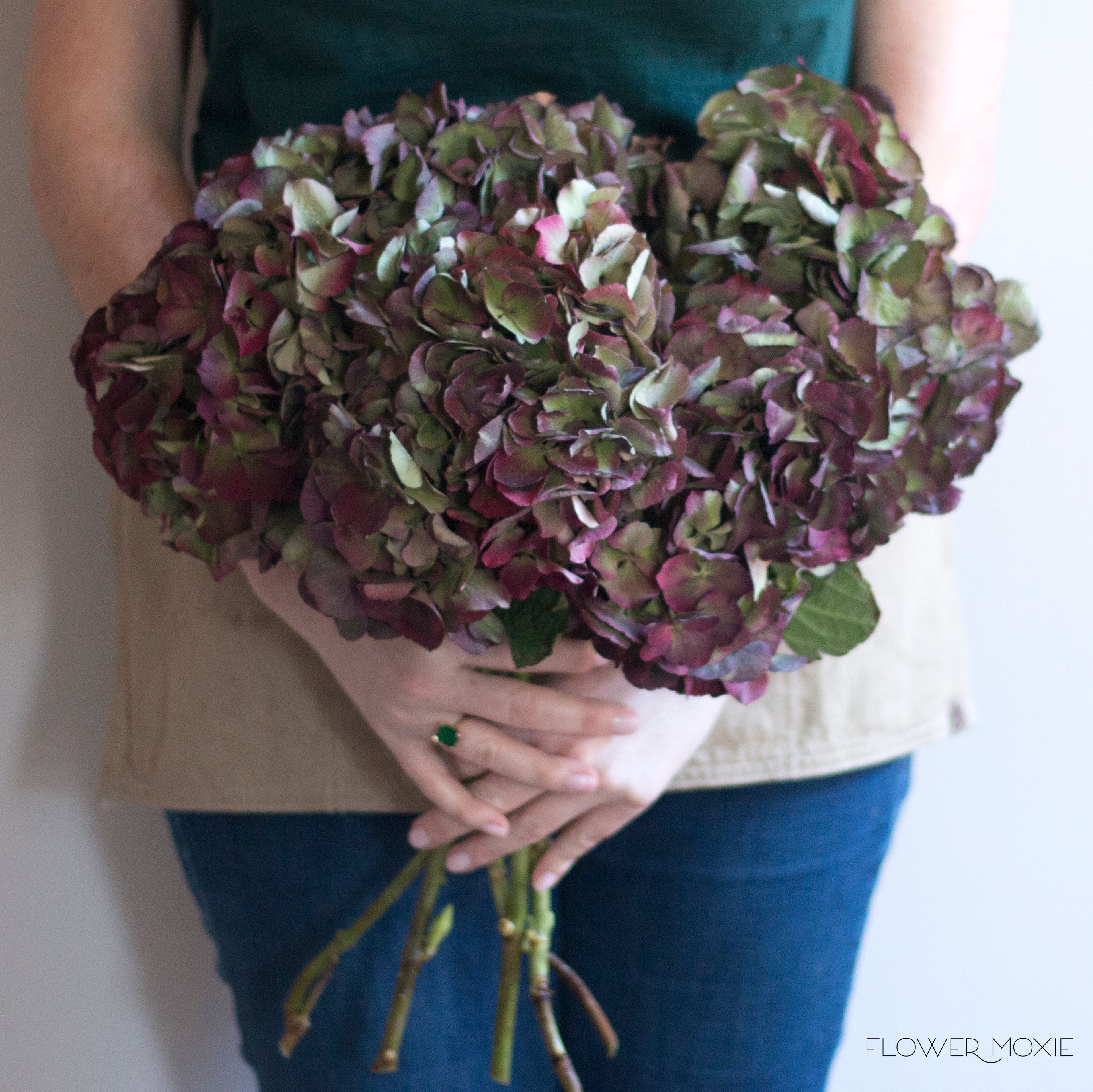 Dark hydrangea, red green hydrangea, variegated hydrangea, diy bride, diy flowers, diy bouquet, diy wedding, diy wedding ideas, flower moxie, what does a bikini rose look like, wedding ideas, make your own bouquet, make your own wedding bouquet, flower moxie