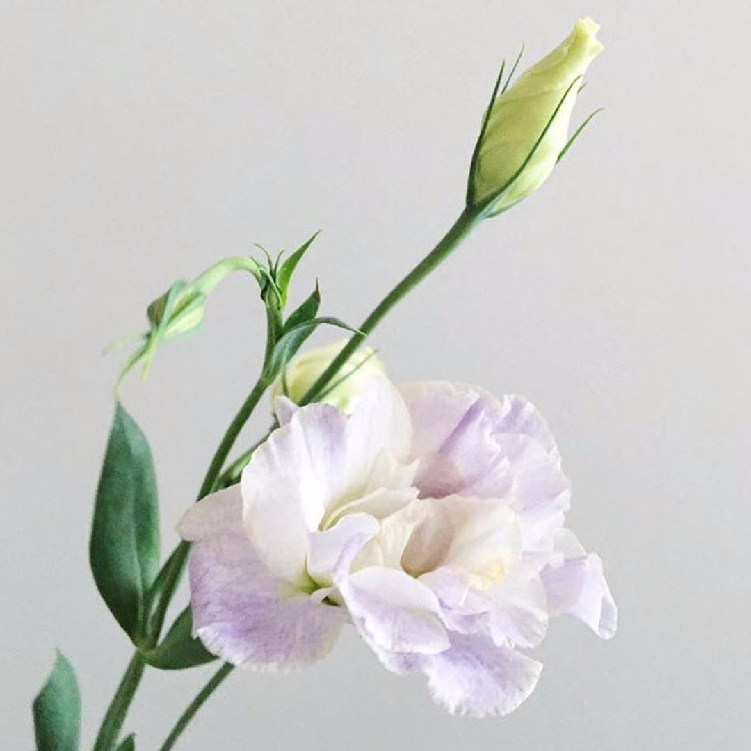 Lavender Lisianthus Flower