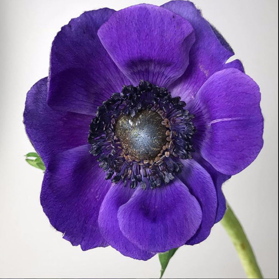 Purple Anemone Flower