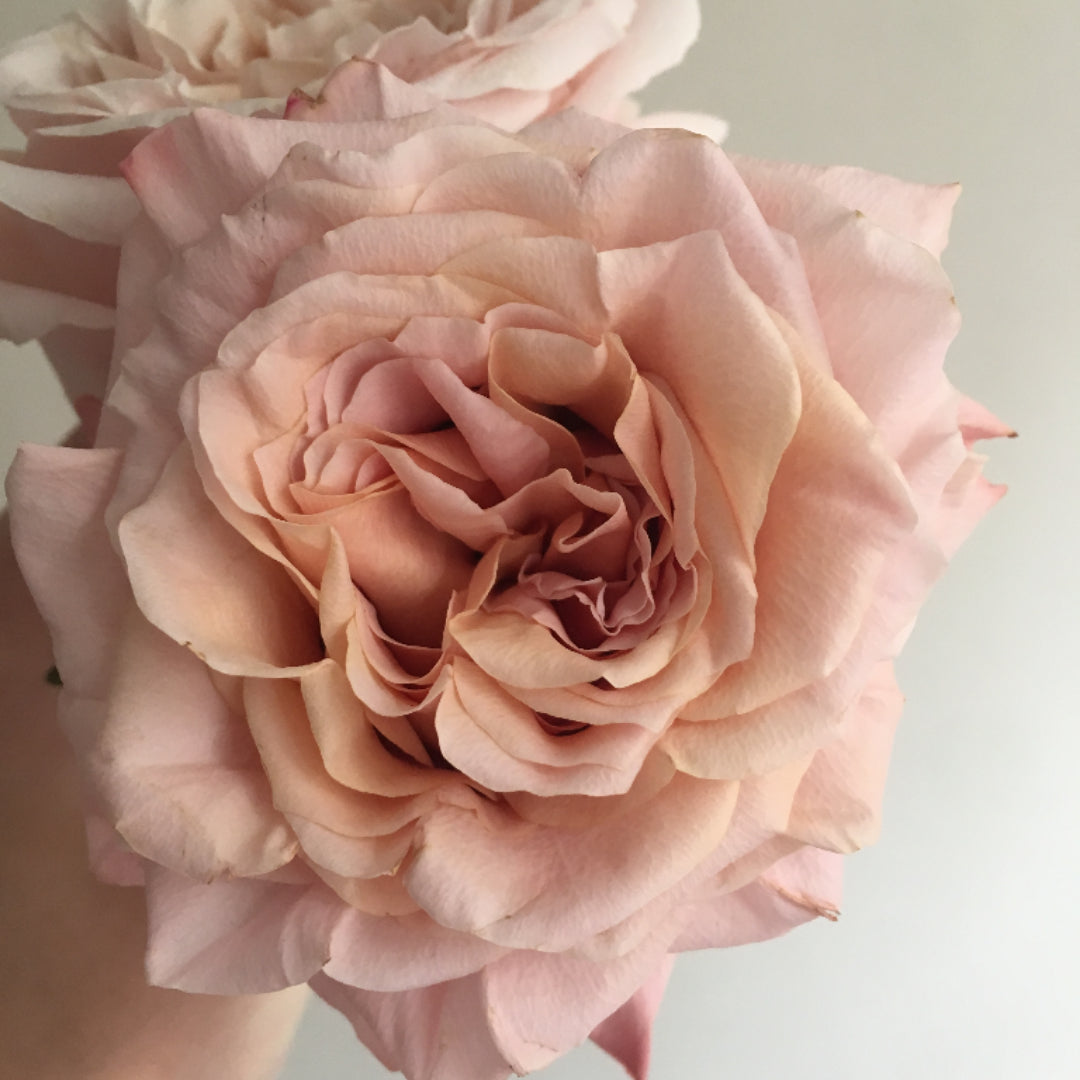 Shimmer Peach Roses