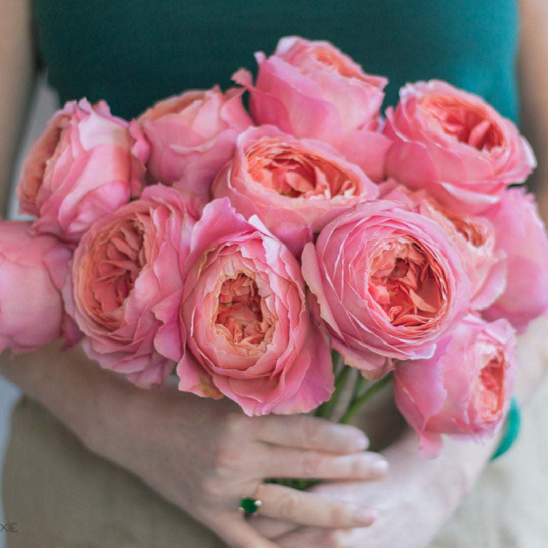 Romantic Antike Garden Roses