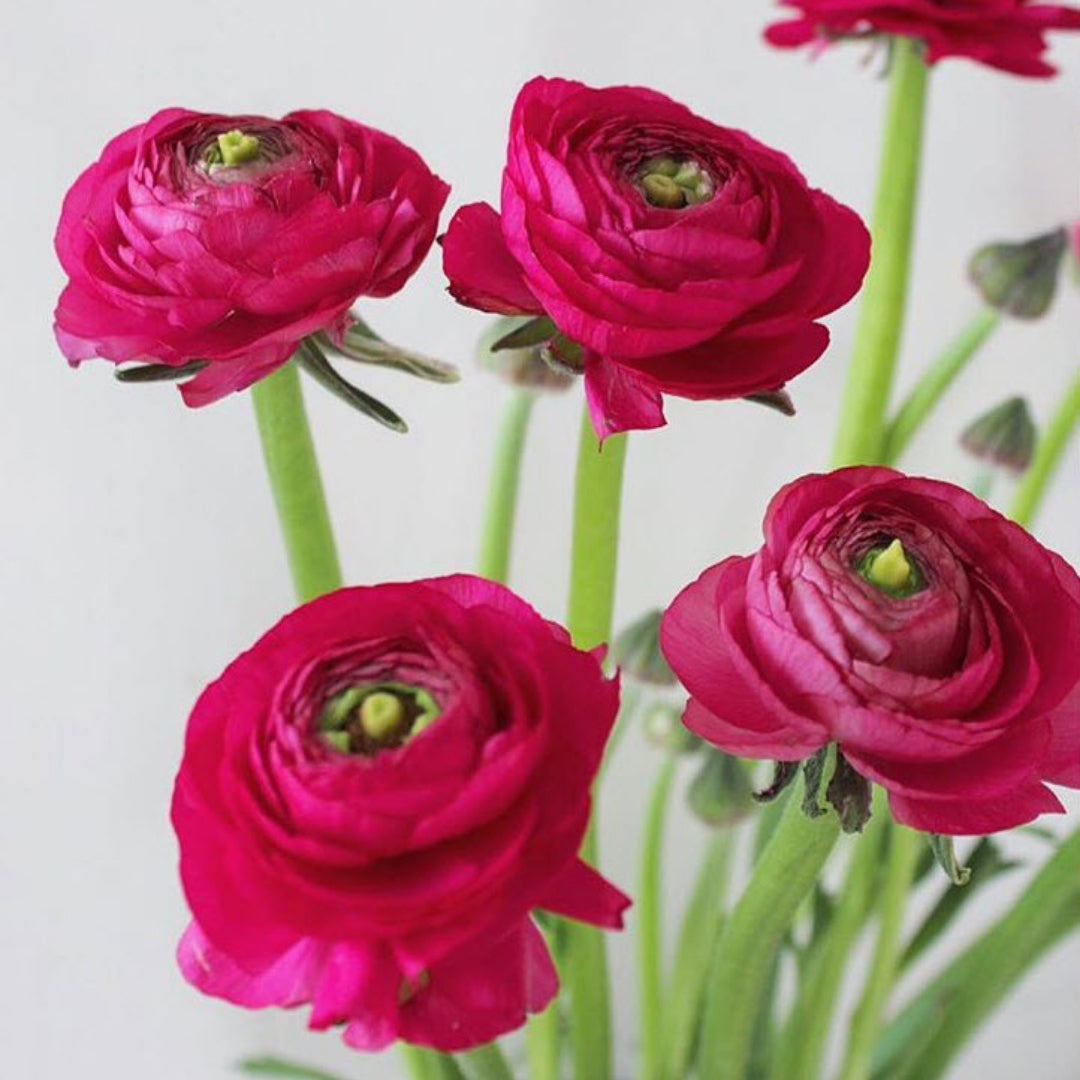 Dark Pink Ranunculus Flower