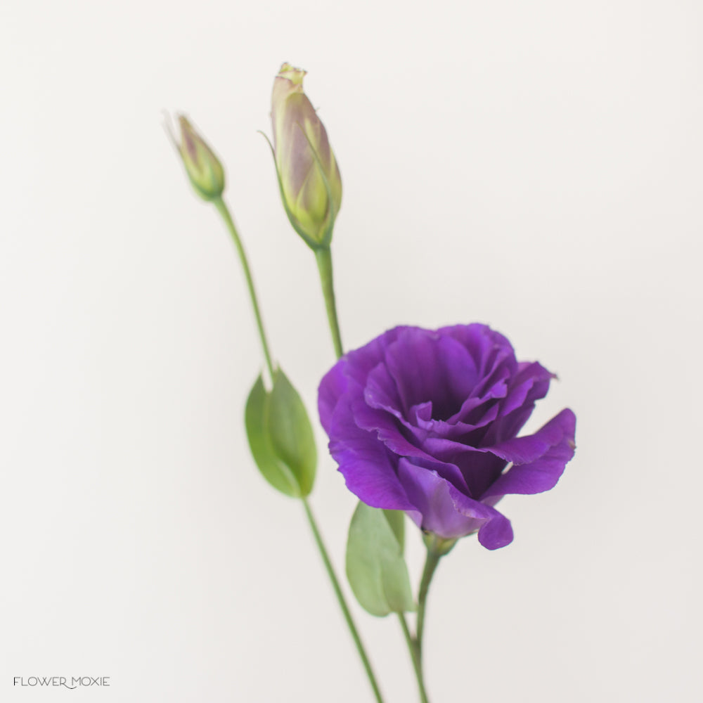 deep purple lisianthus flower