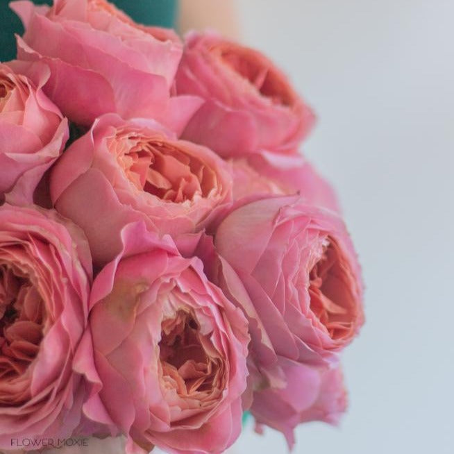 Romantic Antike Garden Roses