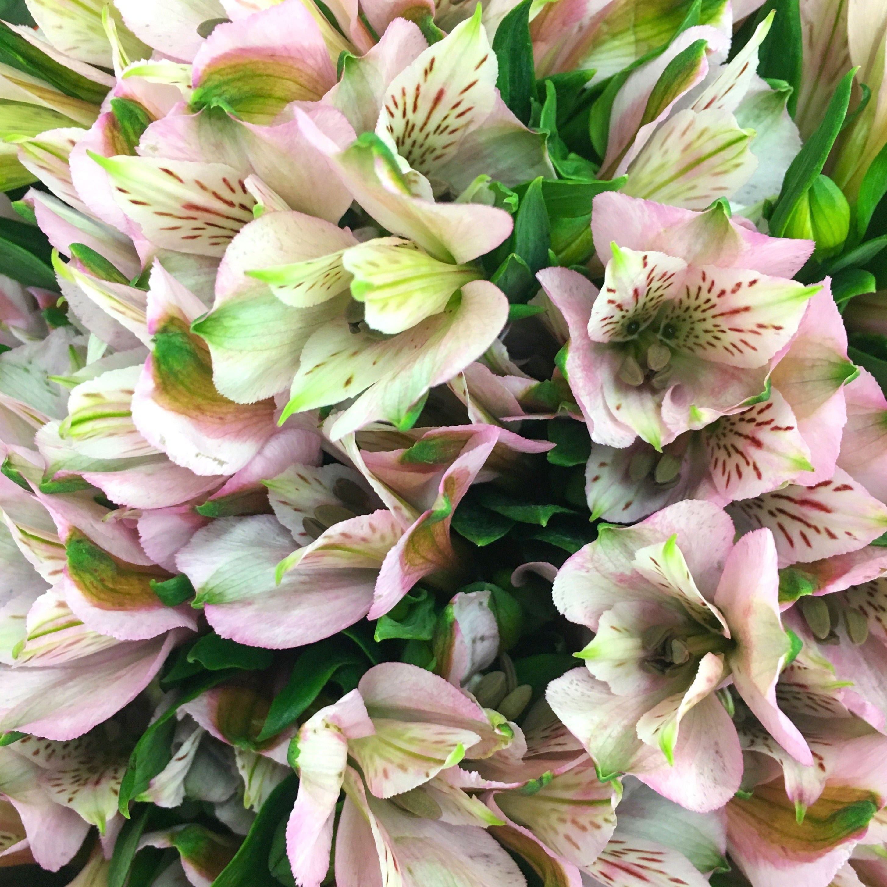 Pink Alstroemeria Flowers