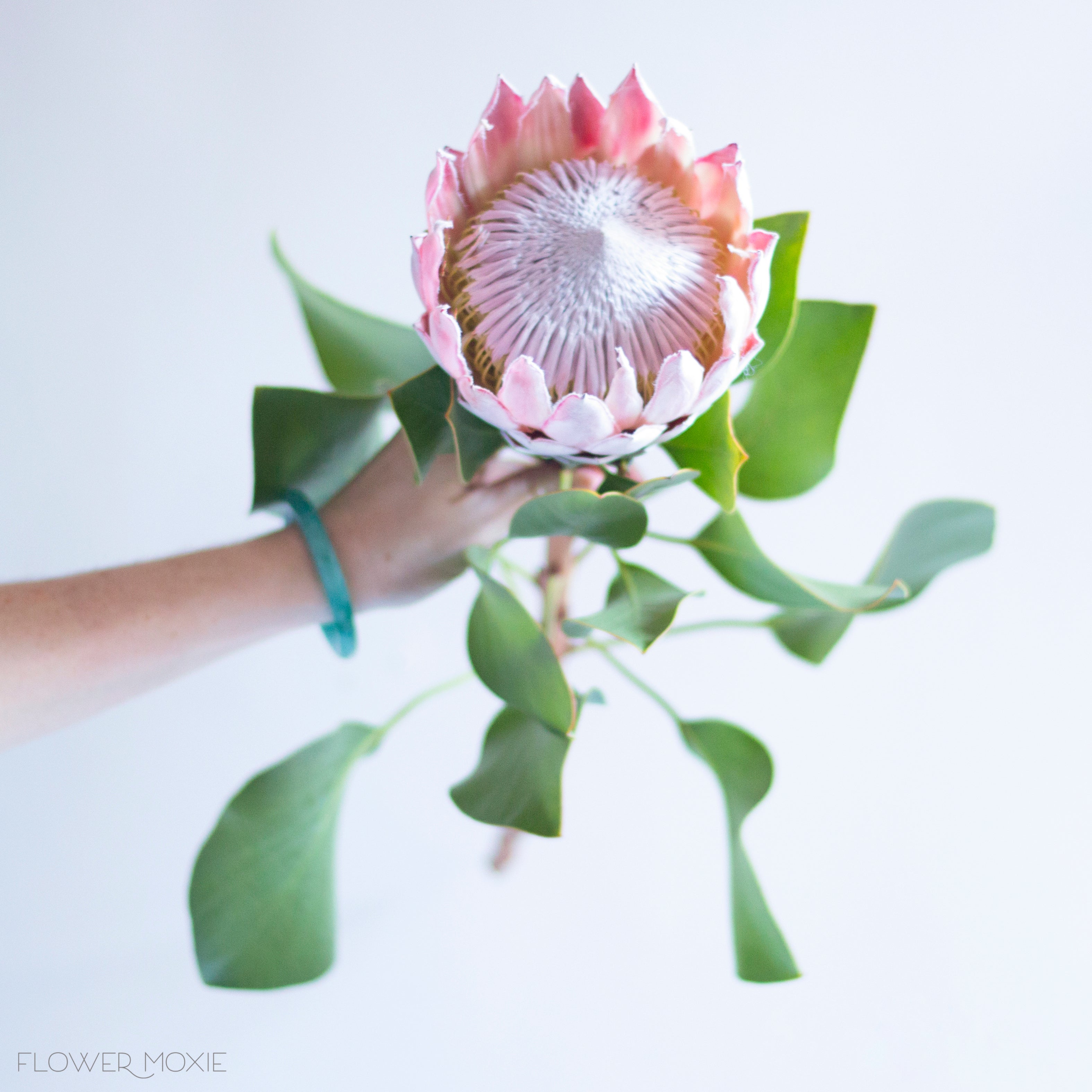 King Protea Flower