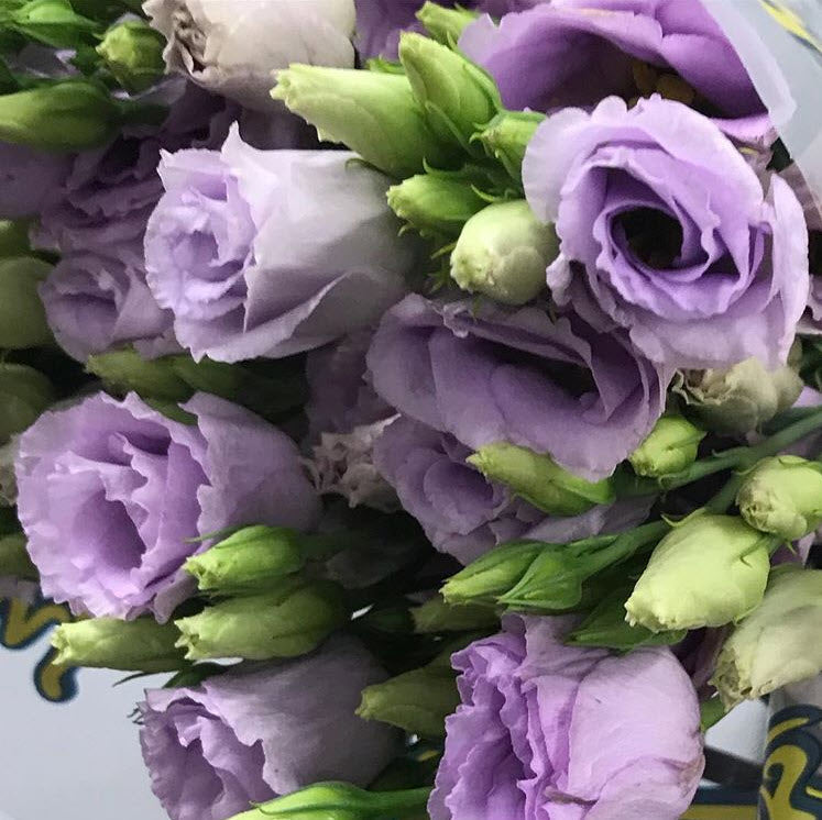 Lavender Lisianthus Flower