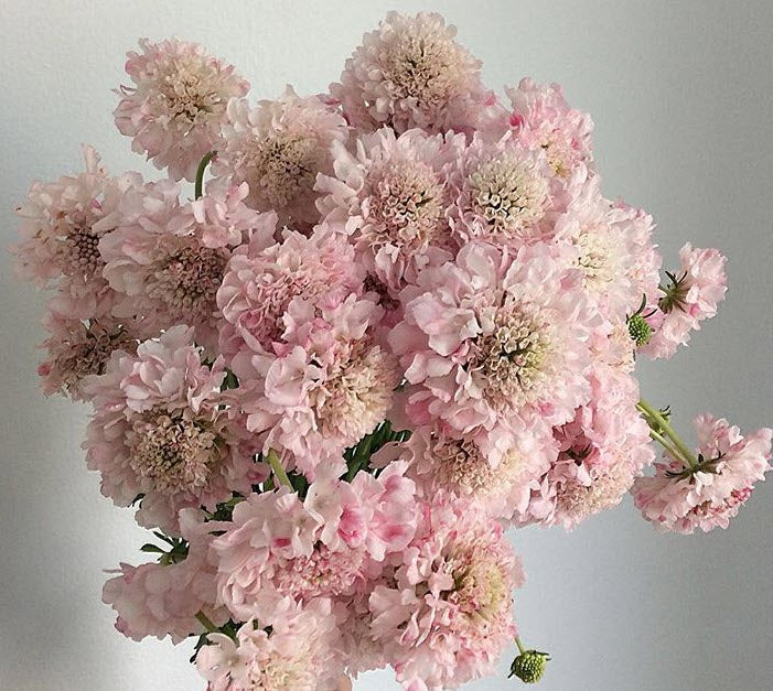 Pink Scabiosa Flower