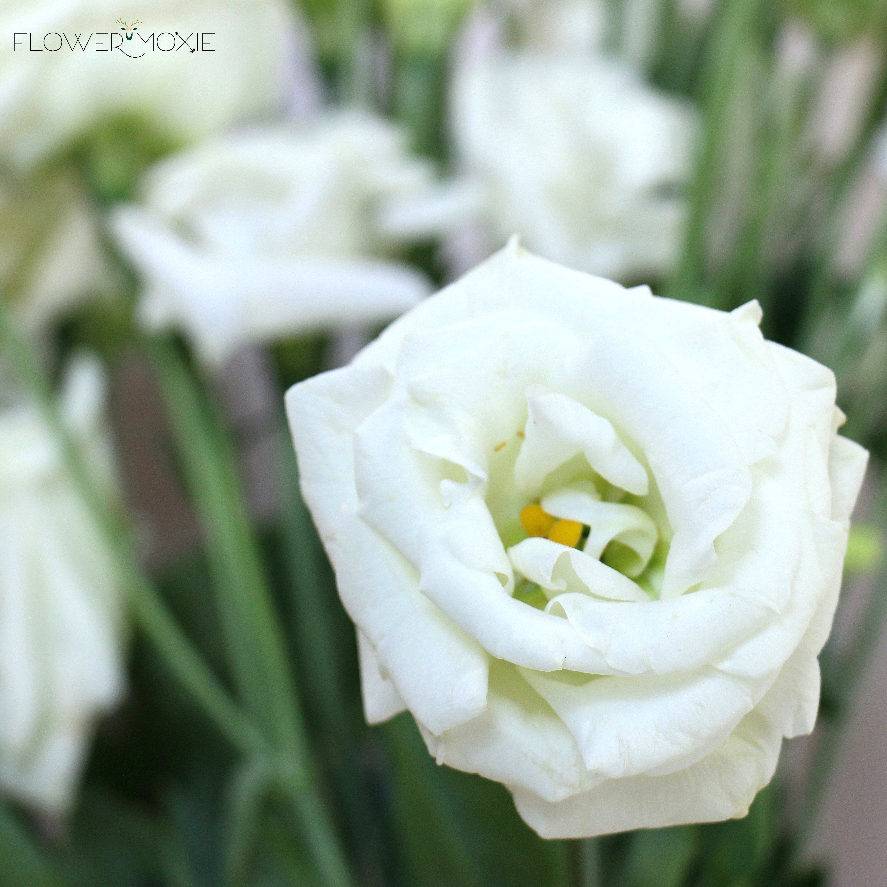 White Lisianthus