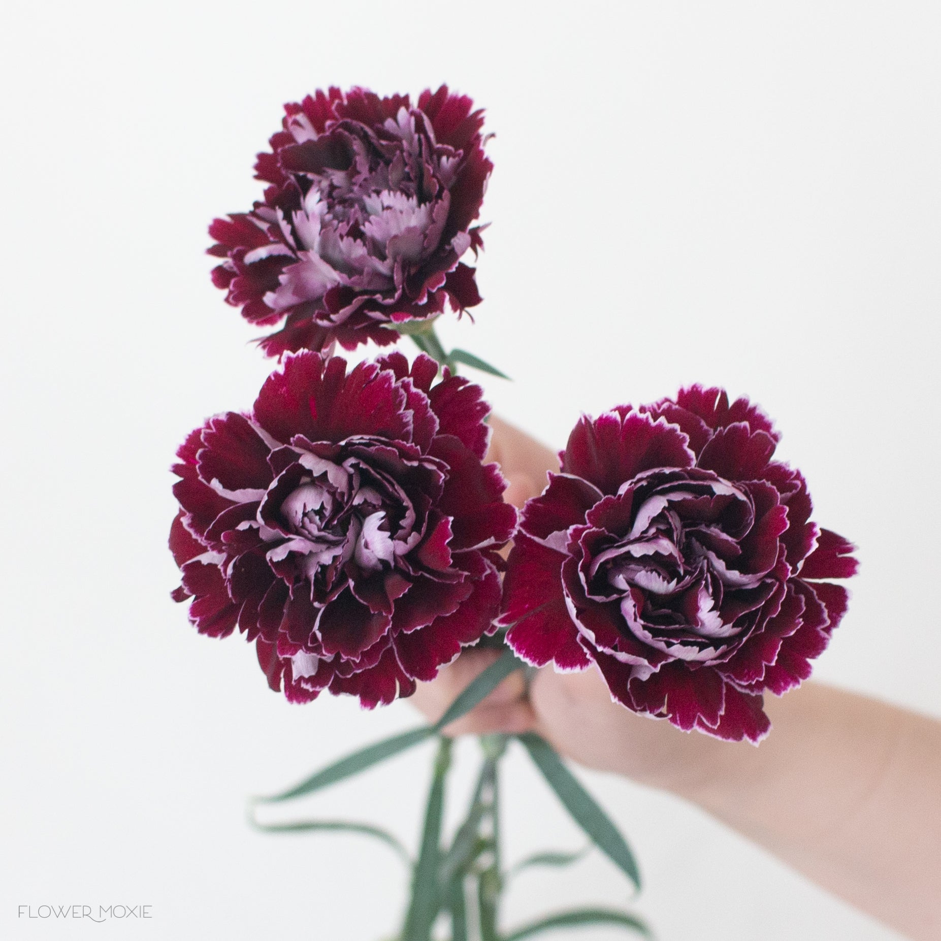 minerva burgundy carnation flower