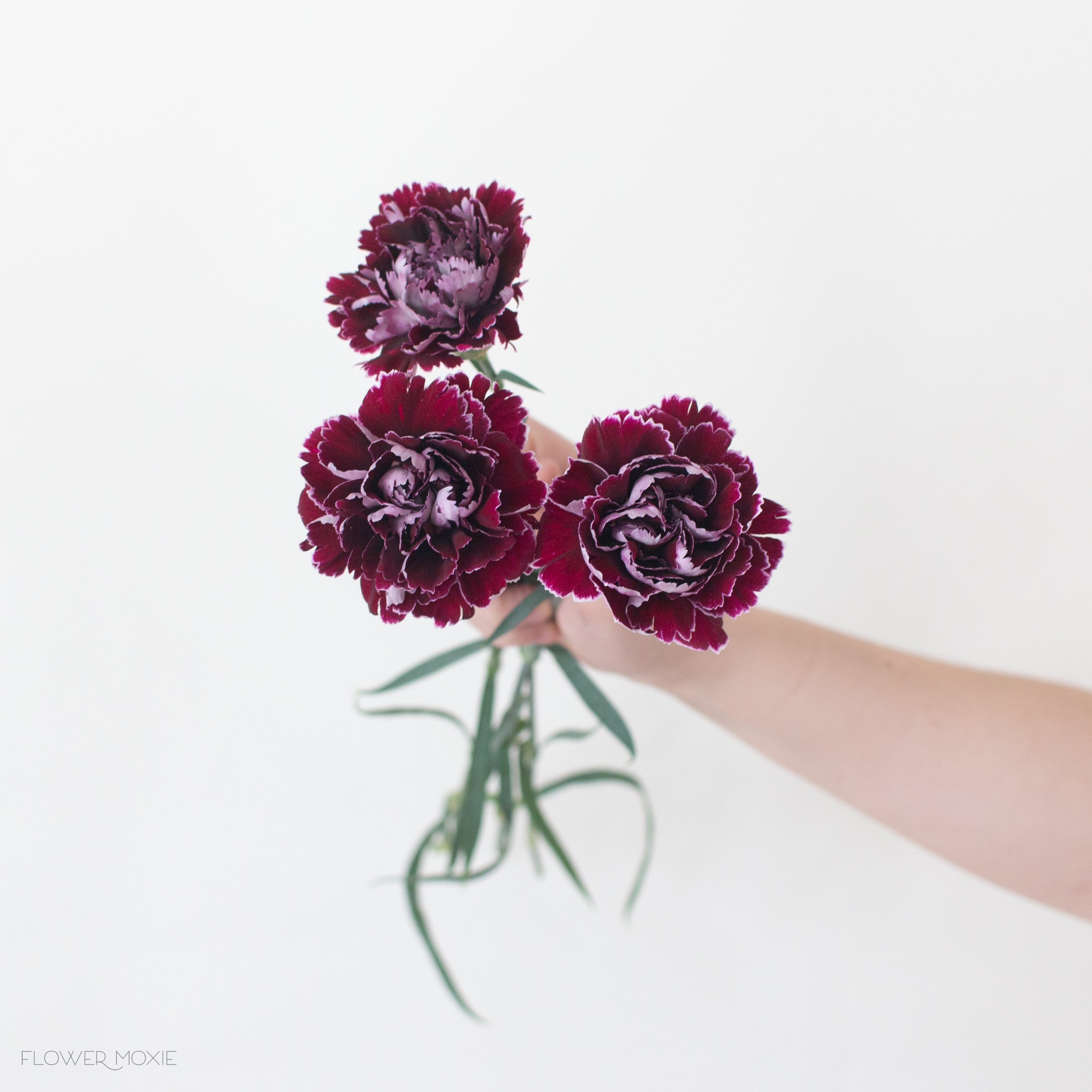 minerva burgundy carnation flower