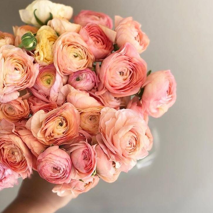 Peach Ranunculus Flower