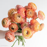 peach ranunculus flower