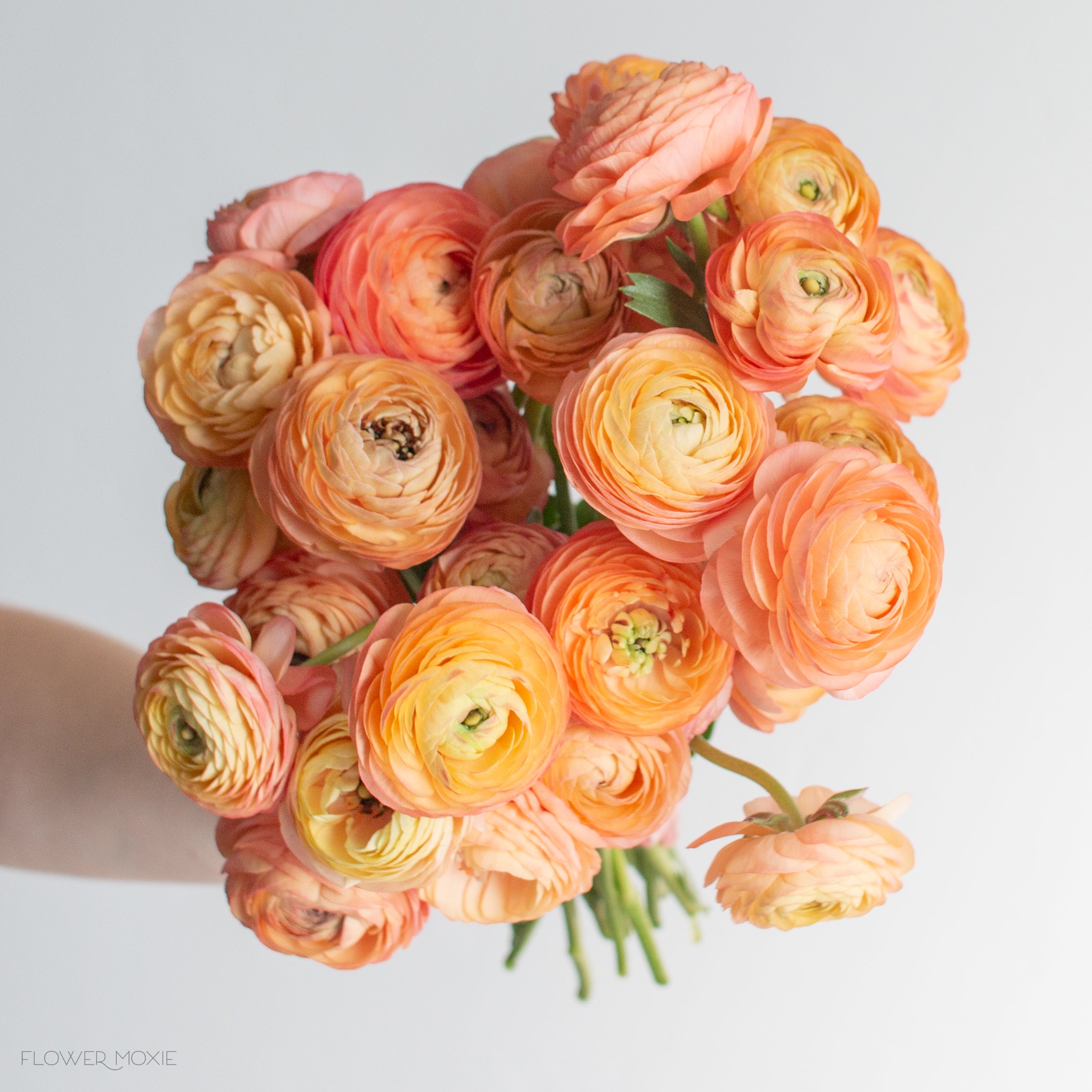 peach ranunculus flower