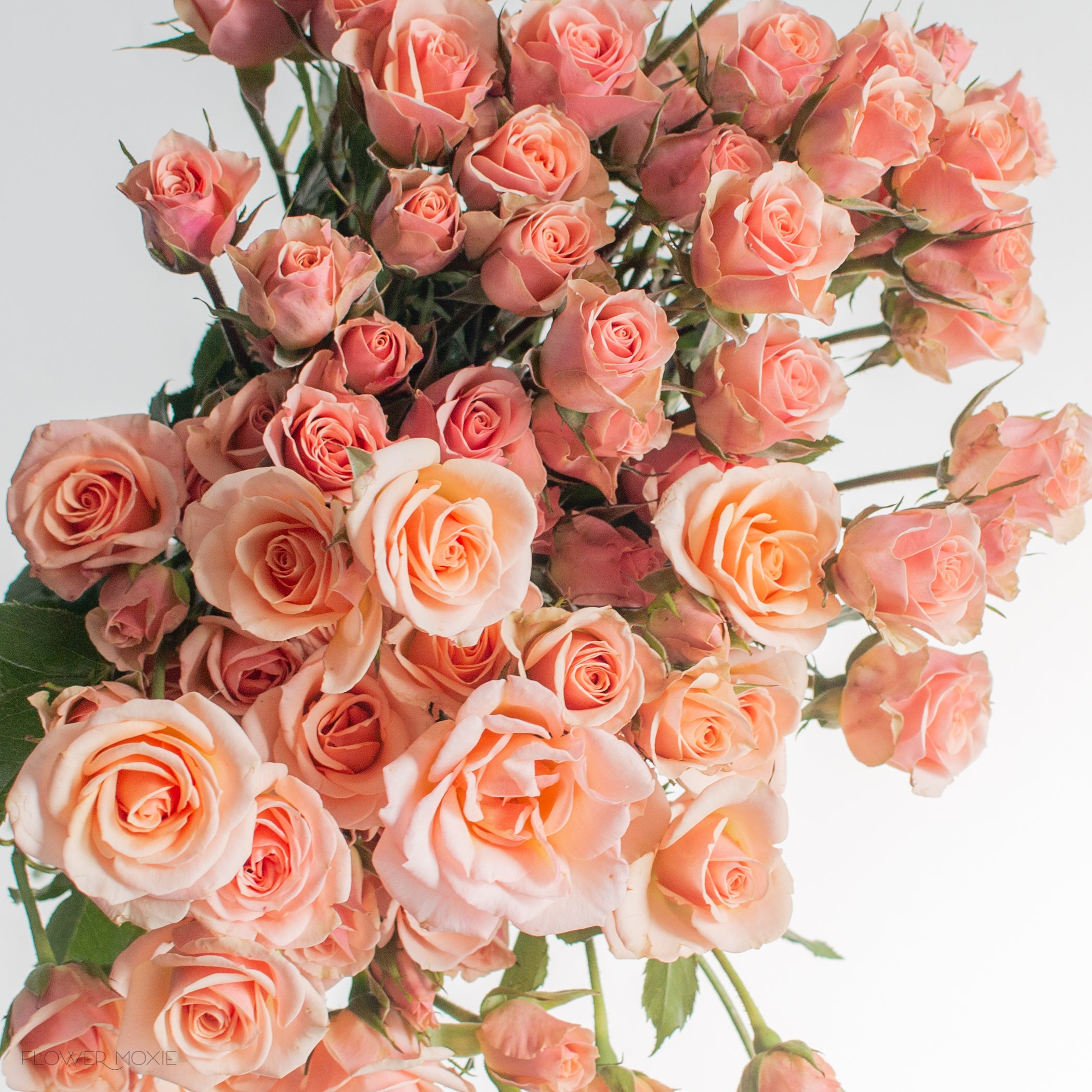 peach spray rose