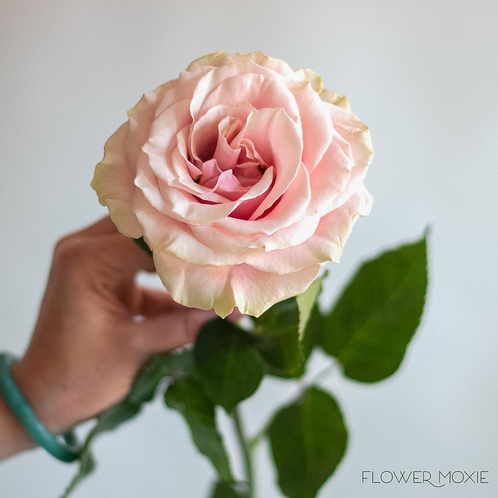 Pink Mondial Roses, soft blushy pink roses