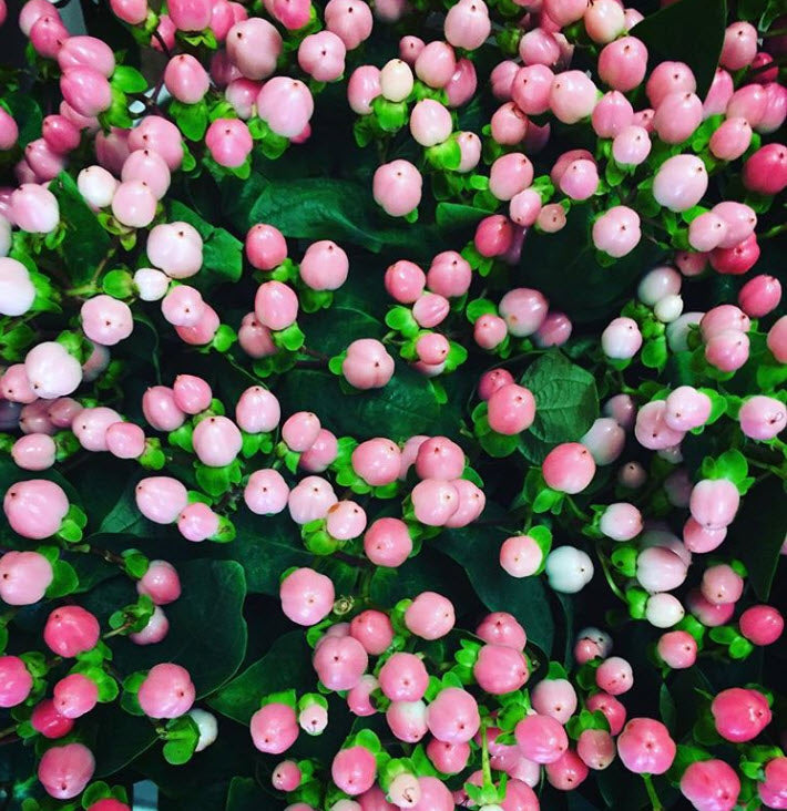 Pink Hypericum Berries