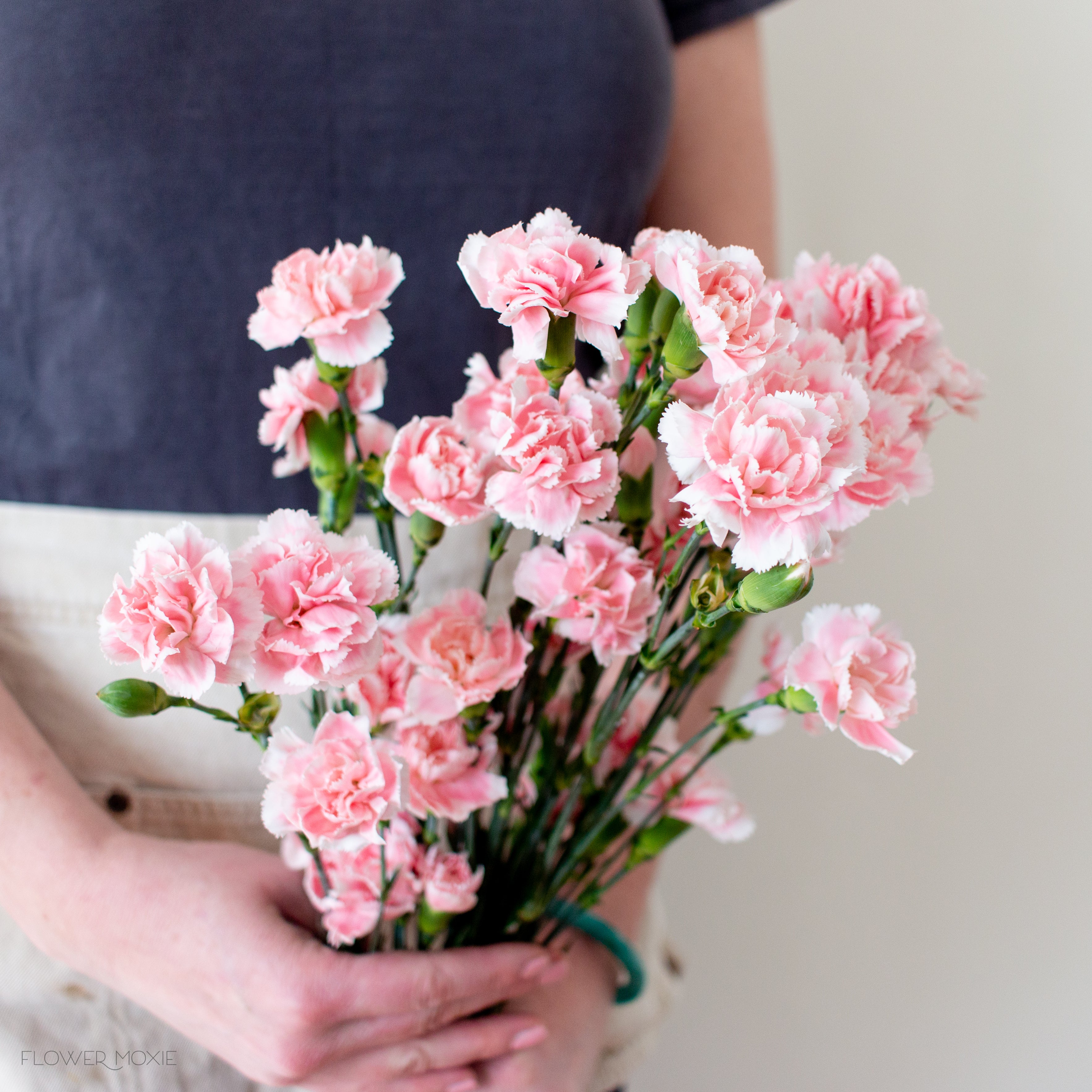 light pink mini carnation flower