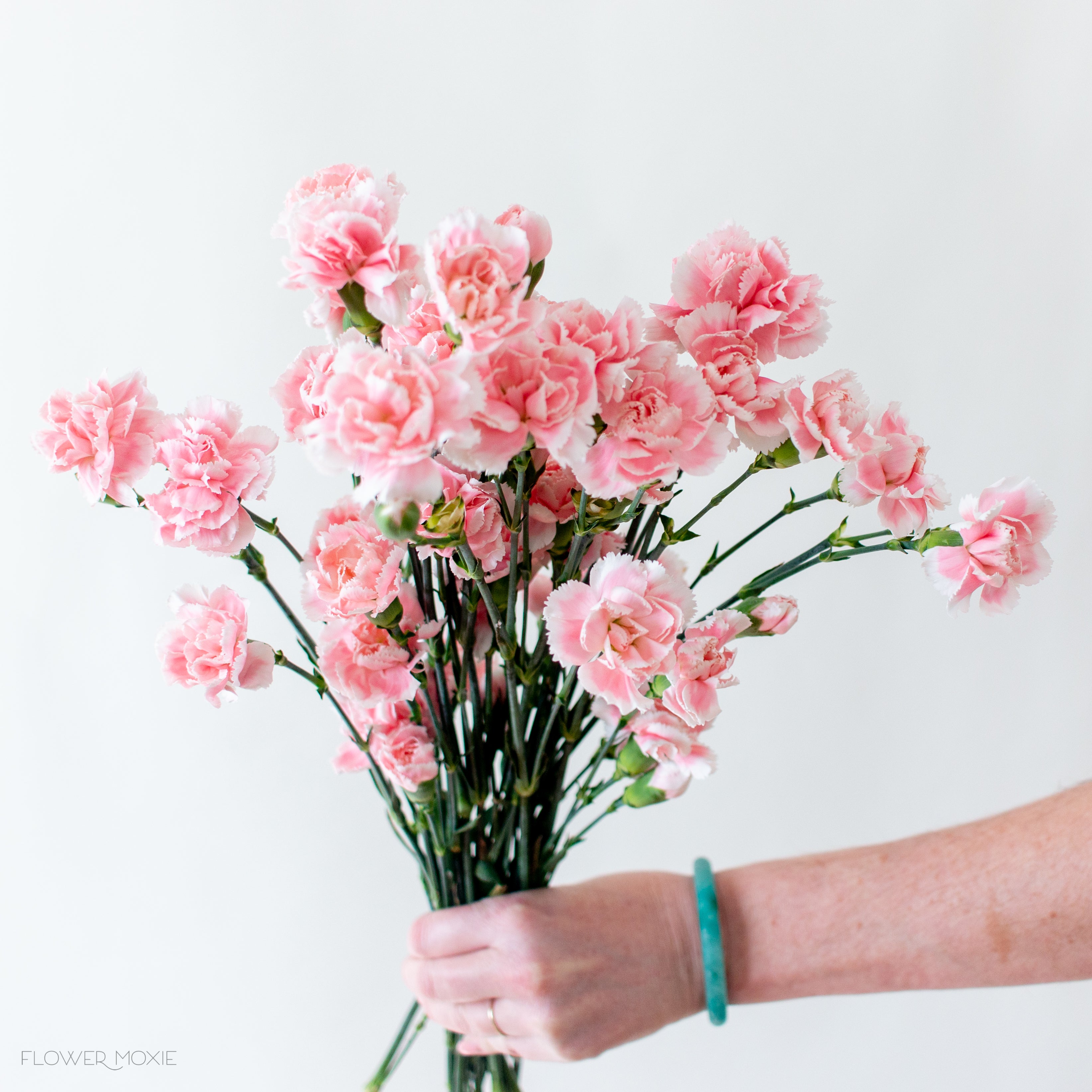 light pink mini carnation flower