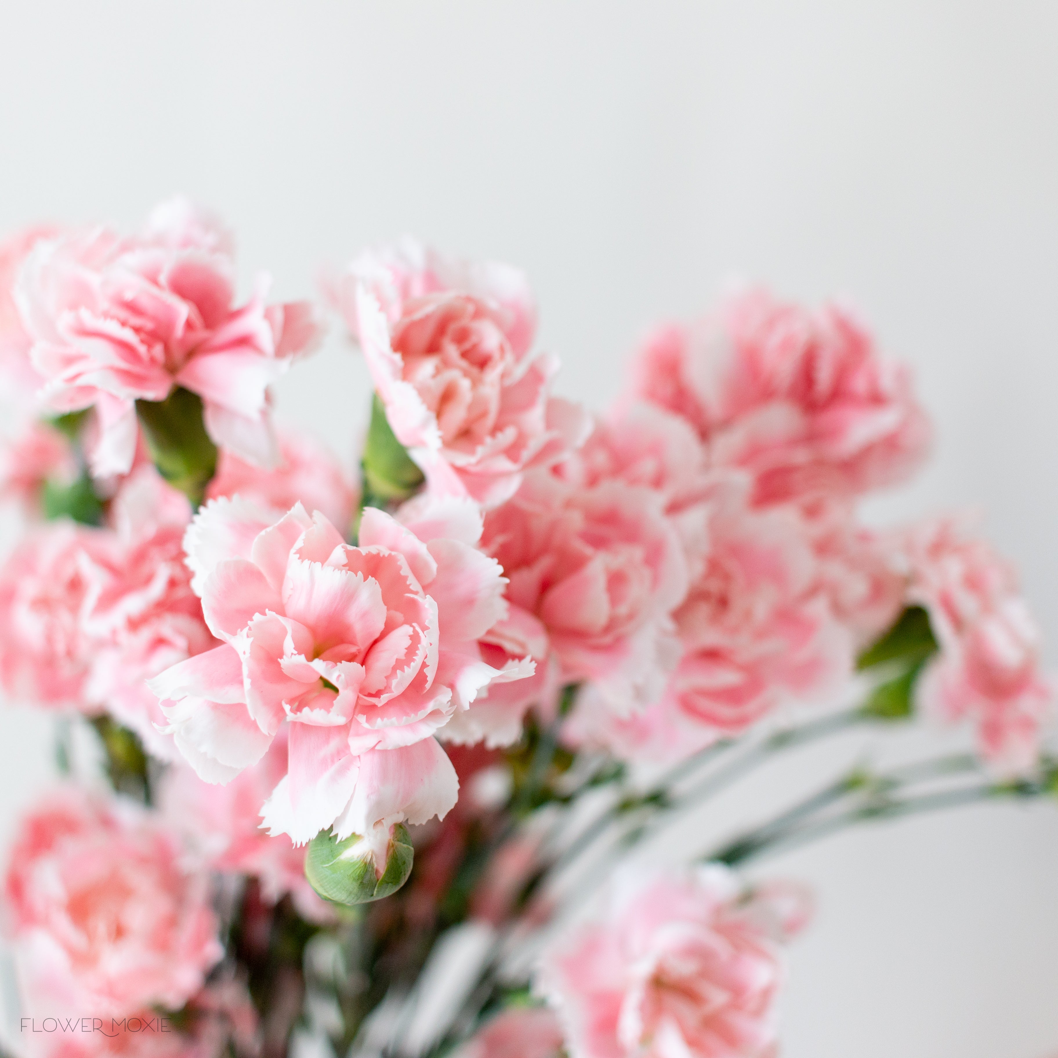 light pink mini carnation flower