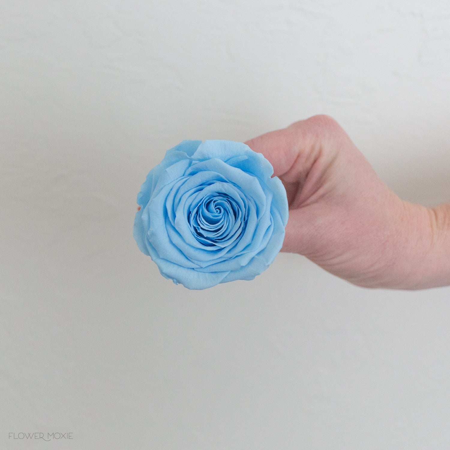 blue preserved roses