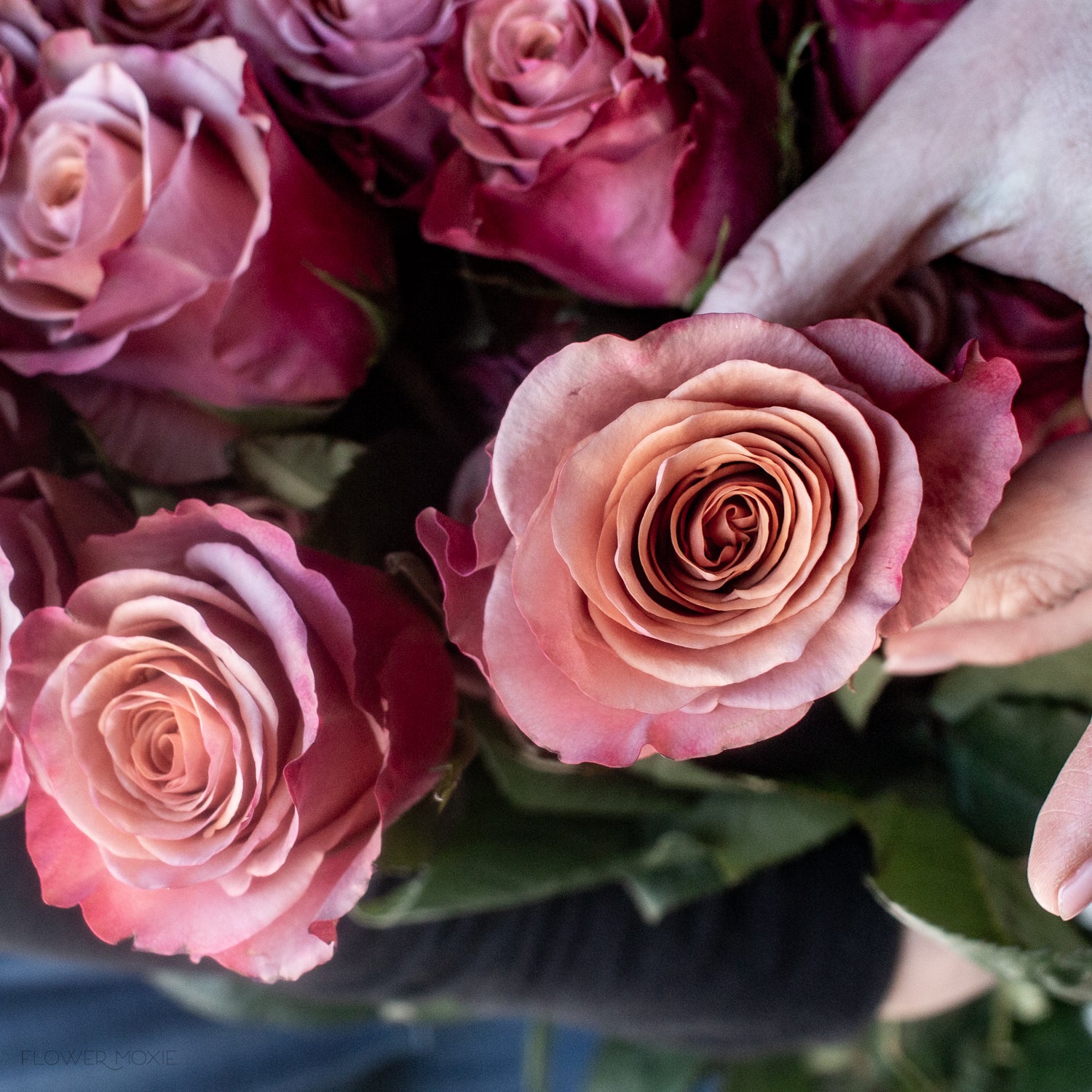 mauve purple moon rose