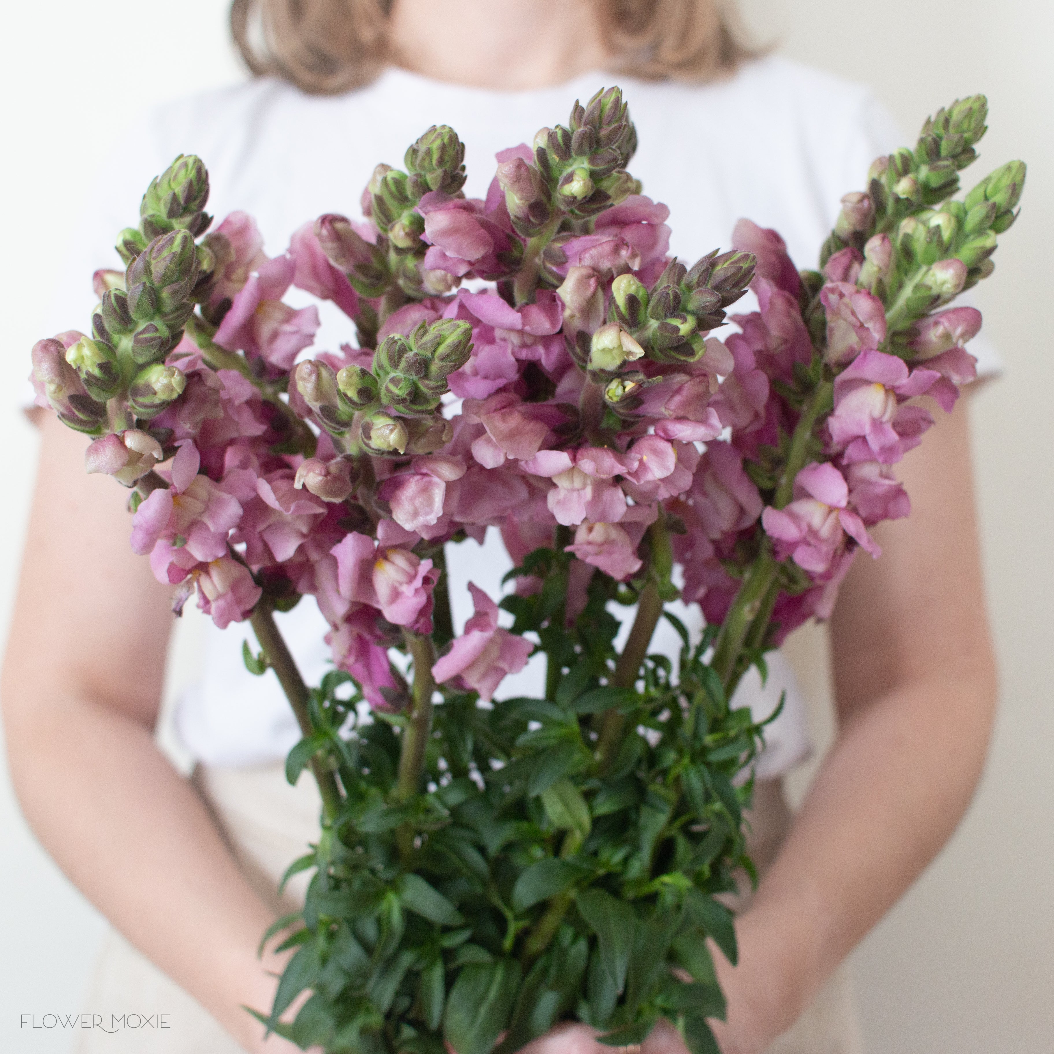 Lavender Mauve Snapdragon Flower