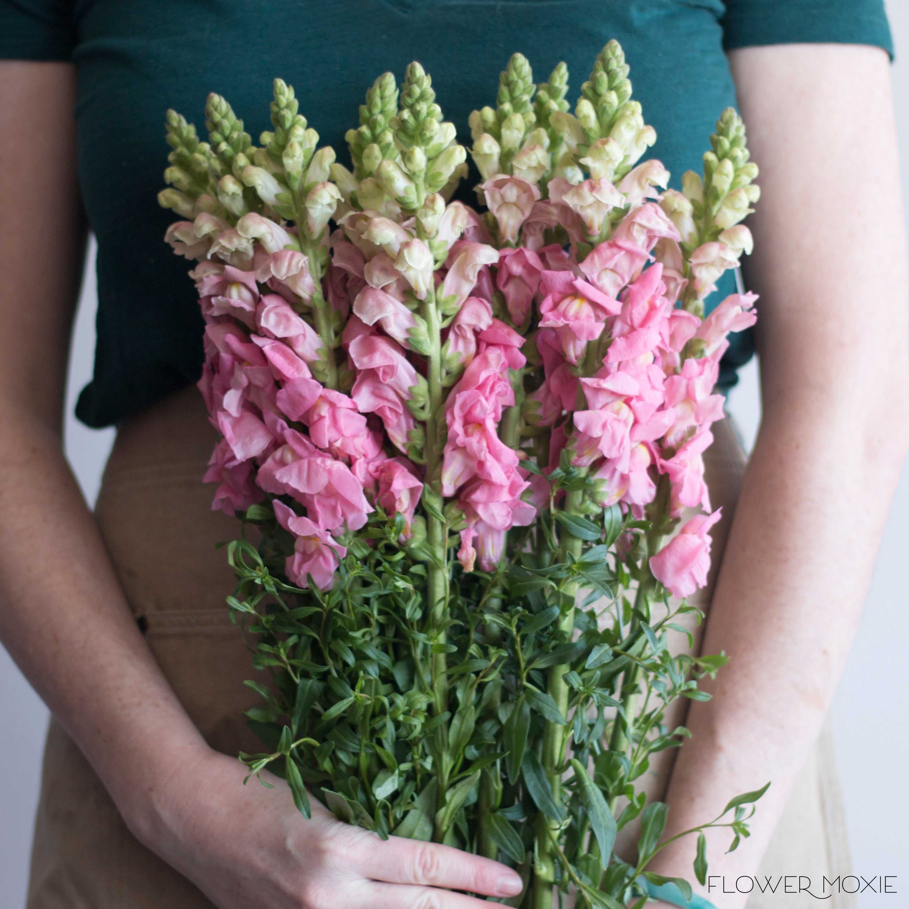 Pink Snapdragons