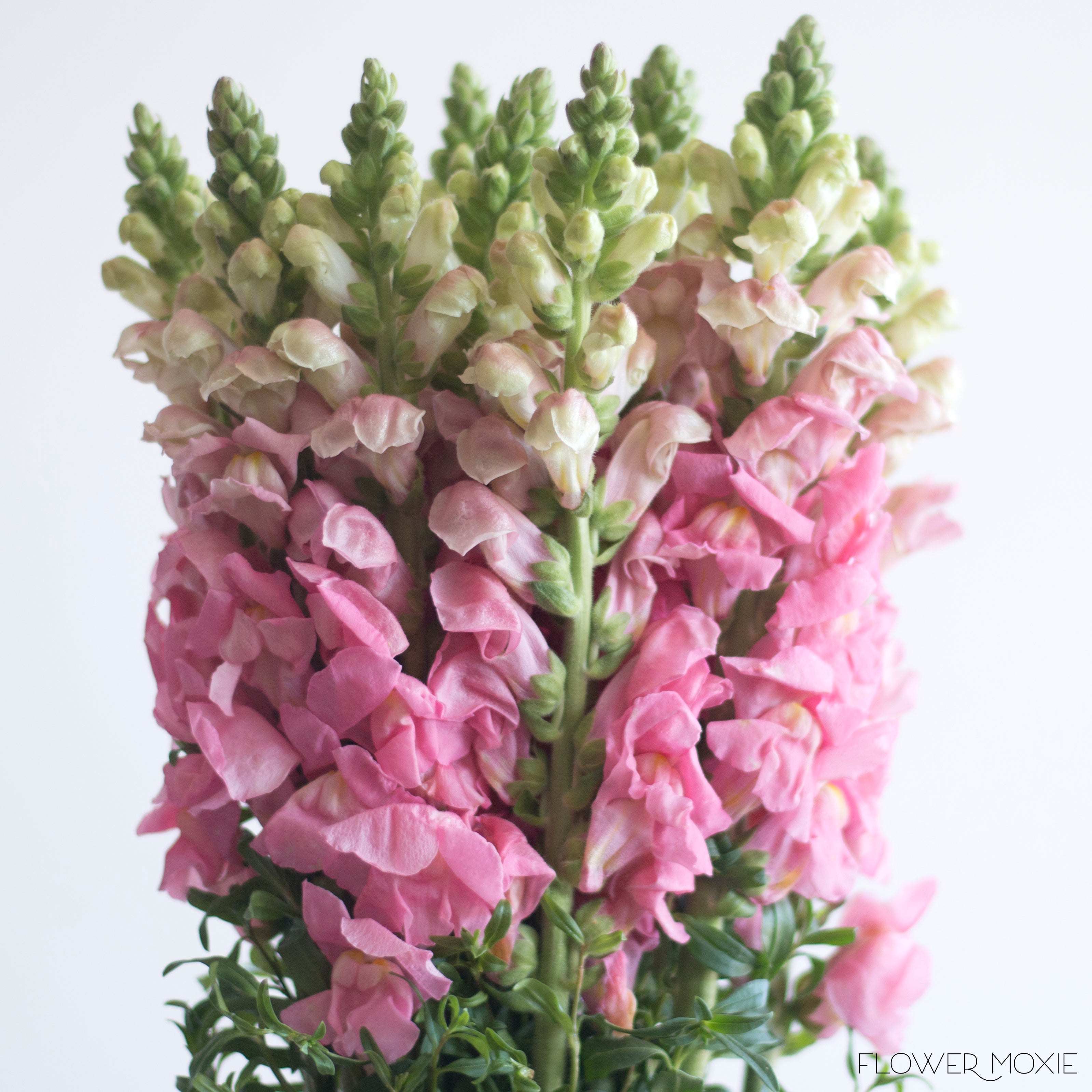 Pink Snapdragons