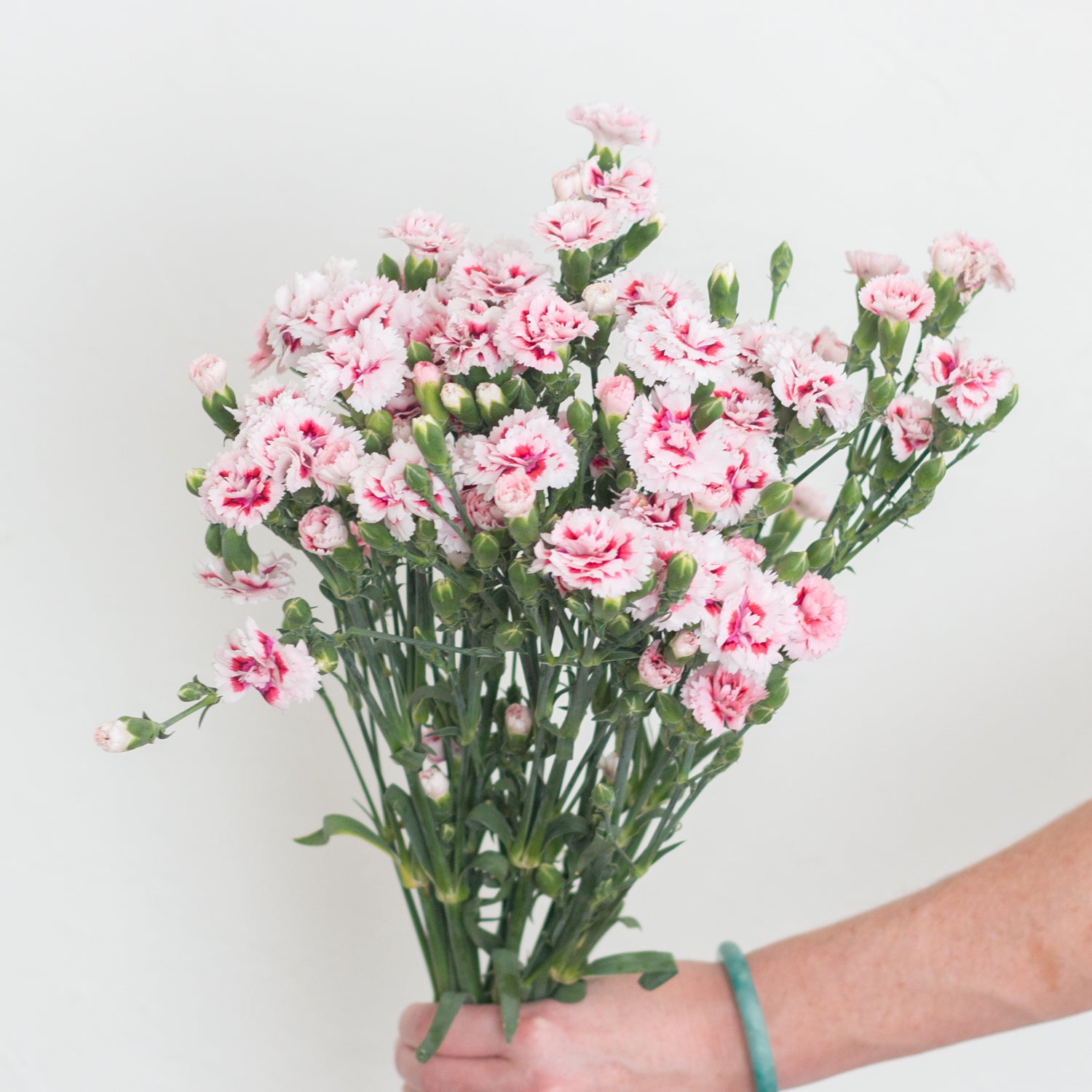 pink and white solomio flower